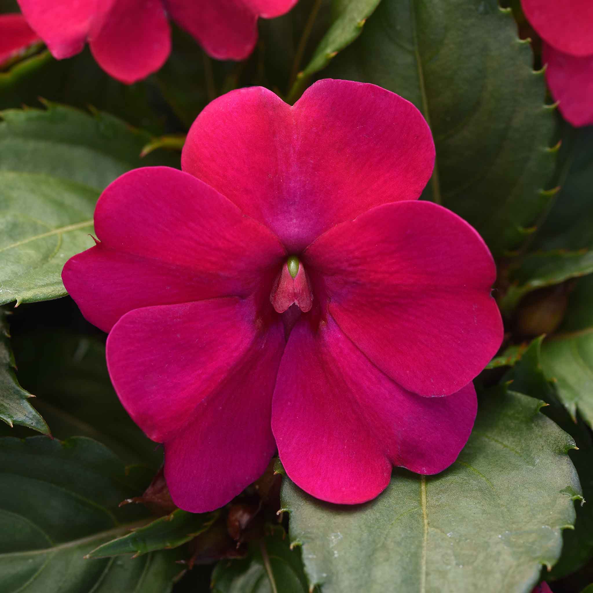 Impatiens Seeds - Solarscape Magenta Bliss