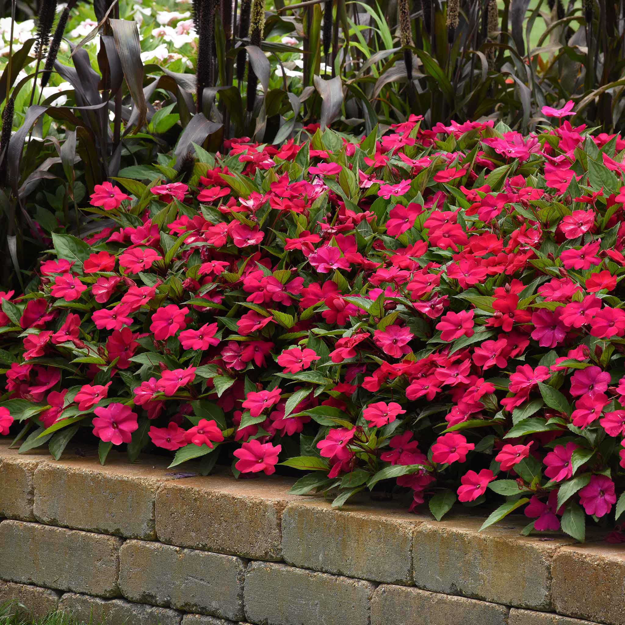 Impatiens Seeds - Solarscape Magenta Bliss