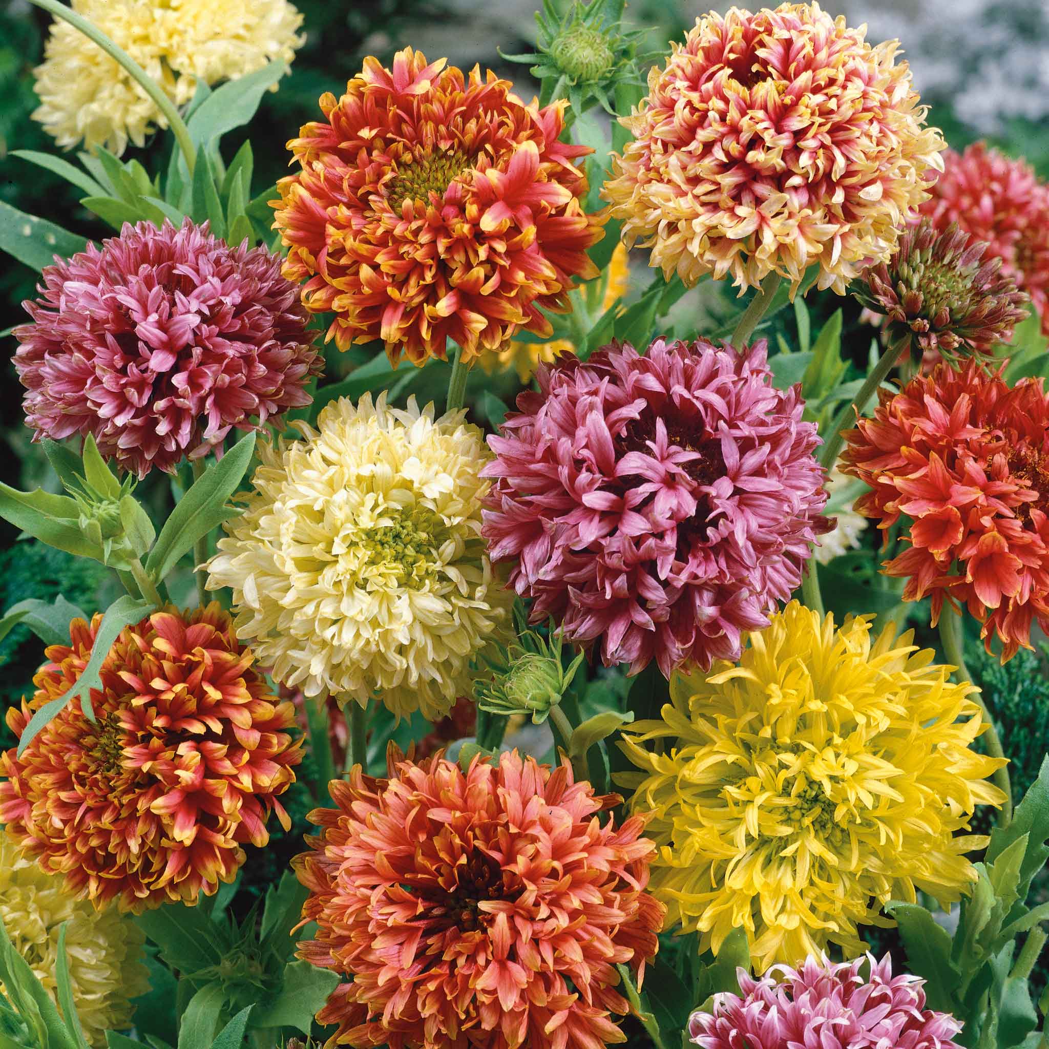 Indian Blanket Seeds - Double Mix