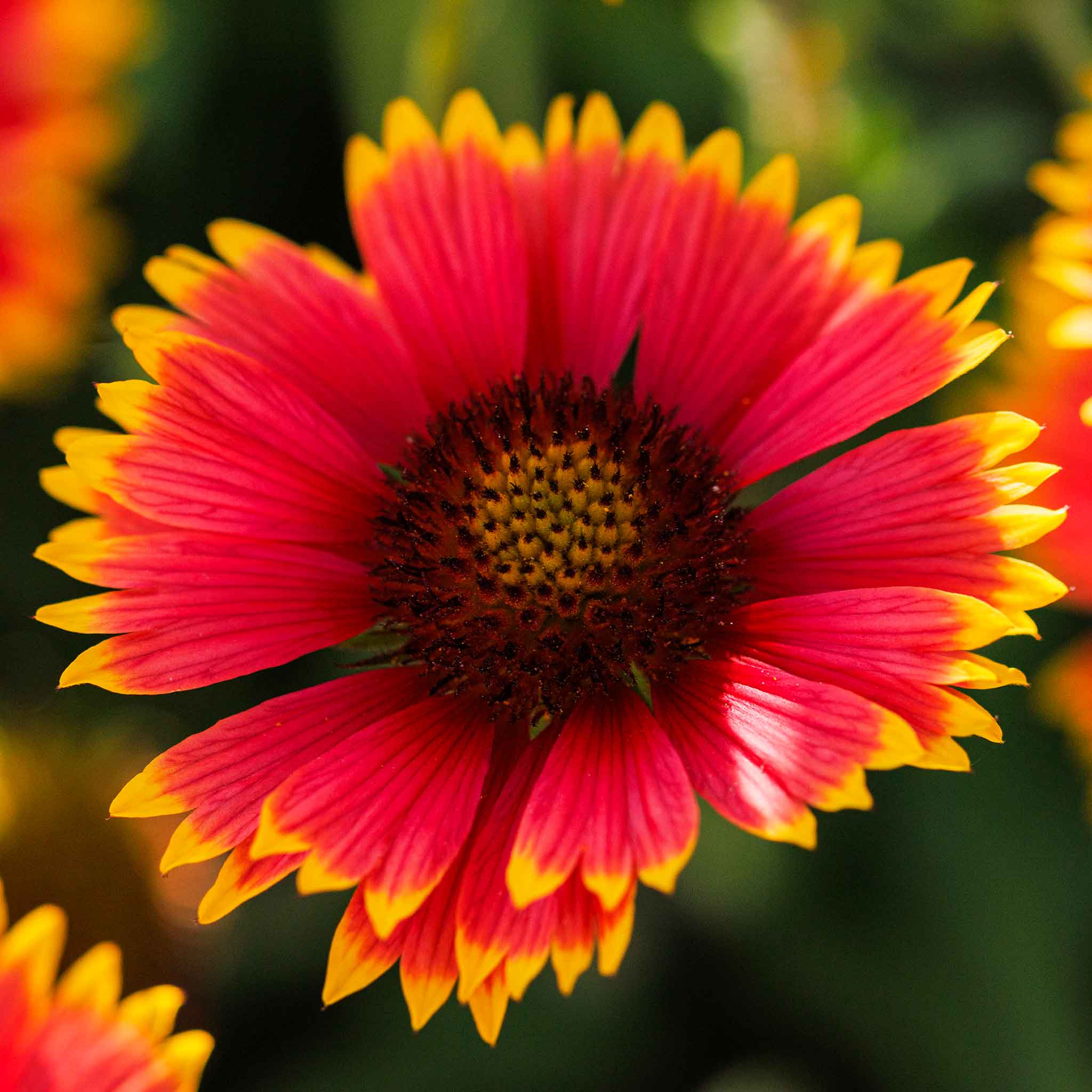 Indian Blanket Seeds