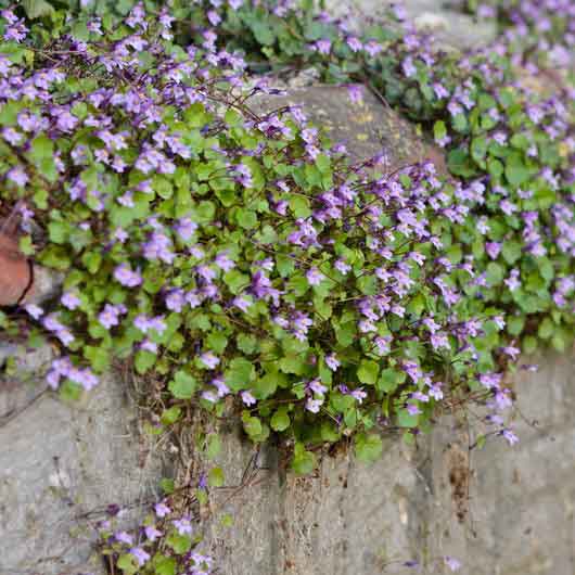 Kenilworth Ivy Seeds