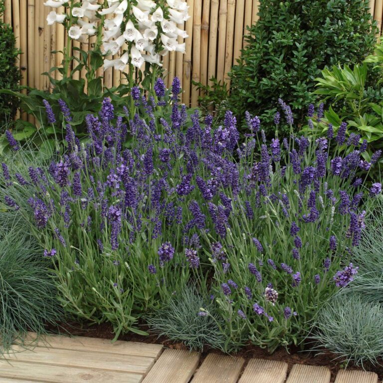 Lavender Seeds - Ellagance Purple