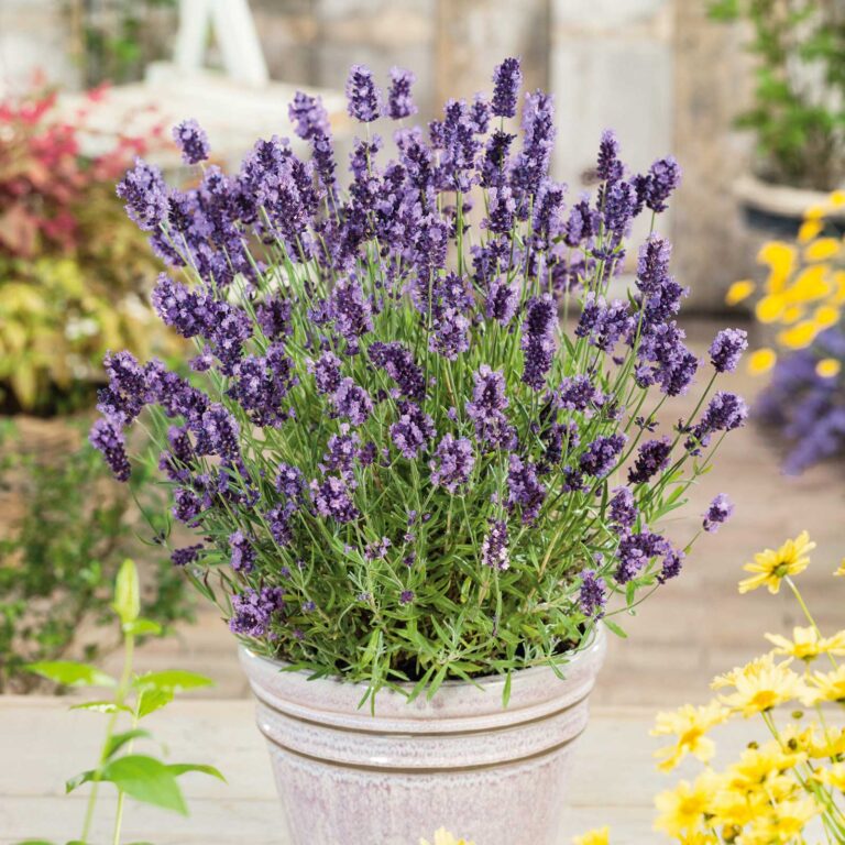 Lavender Seeds - Ellagance Purple