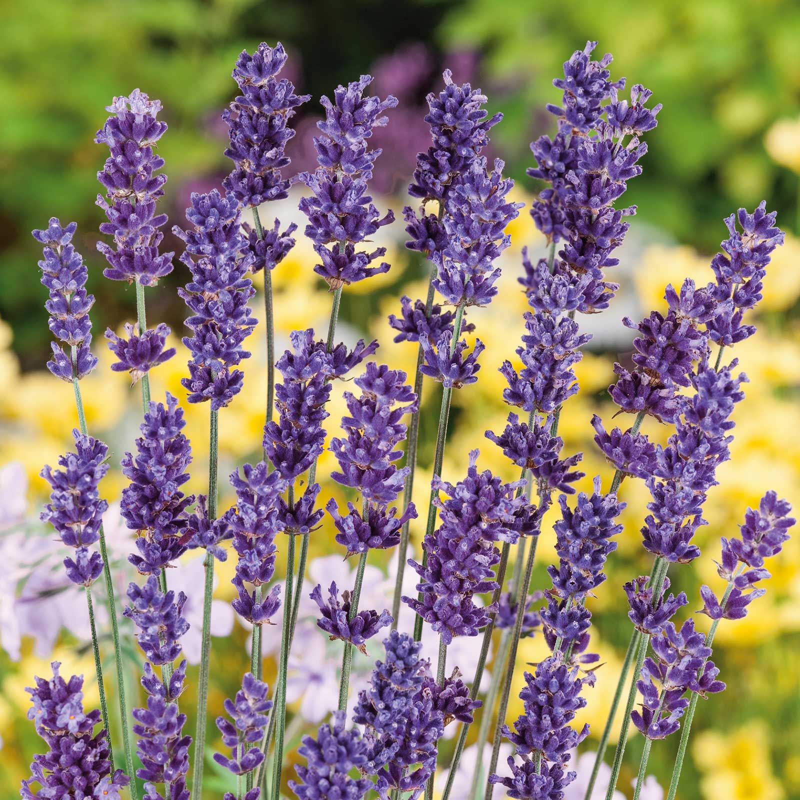 Lavender Seeds - Ellagance Purple