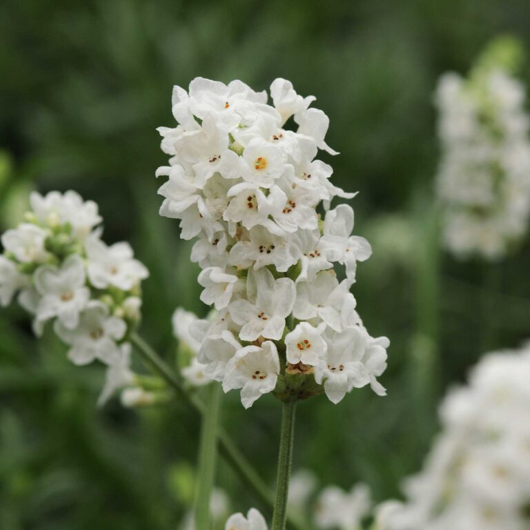 Lavender Seeds - Ellagance Snow