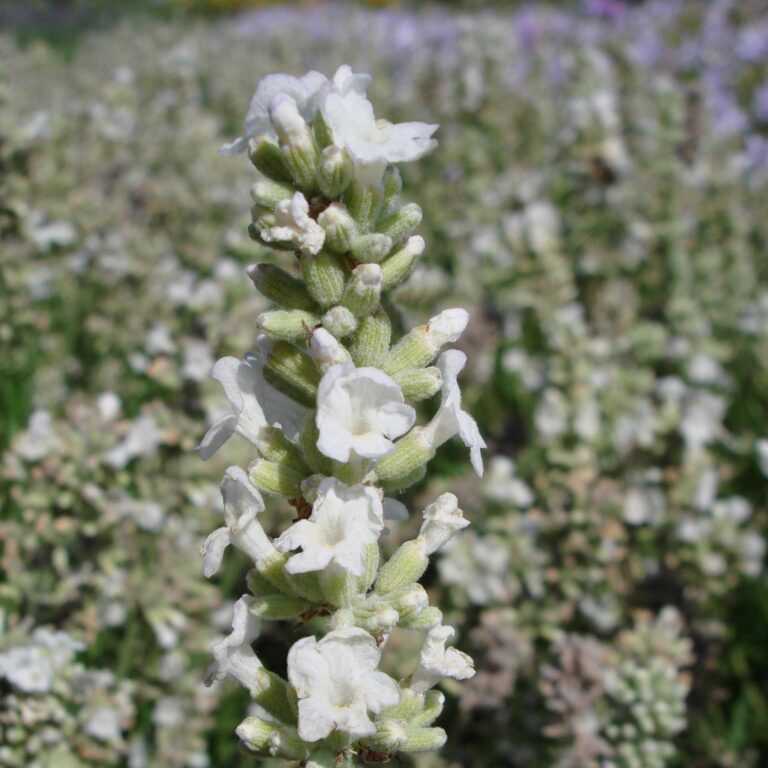 Lavender Seeds - Ellagance Snow