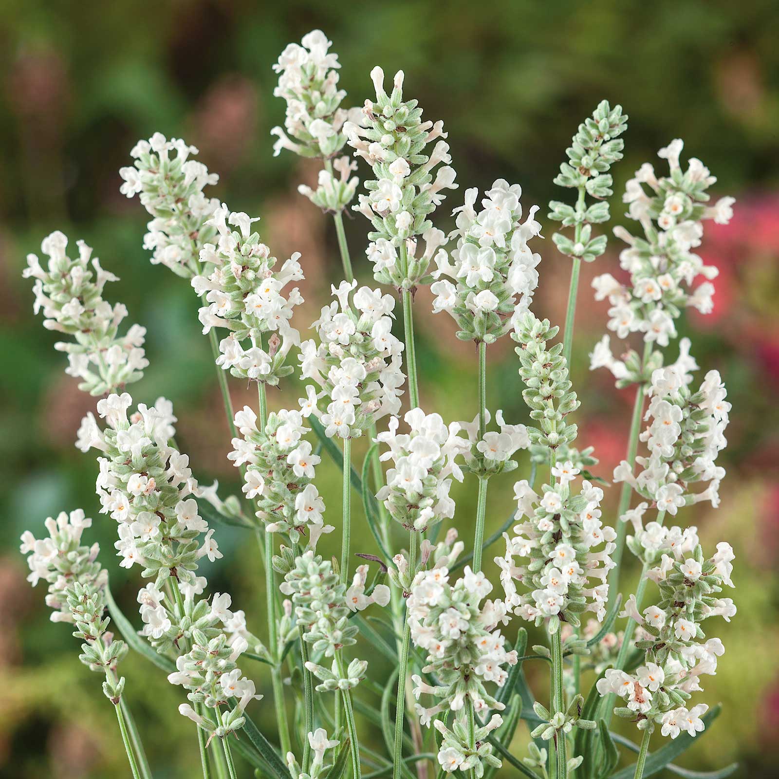 Lavender Seeds - Ellagance Snow