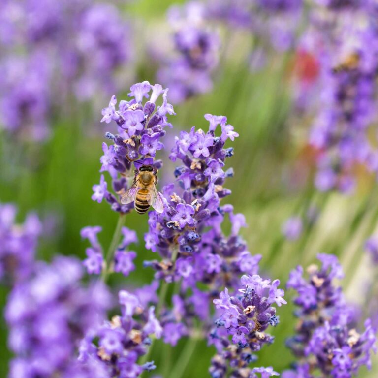 Lavender Seeds - Hidcote Promise Compact