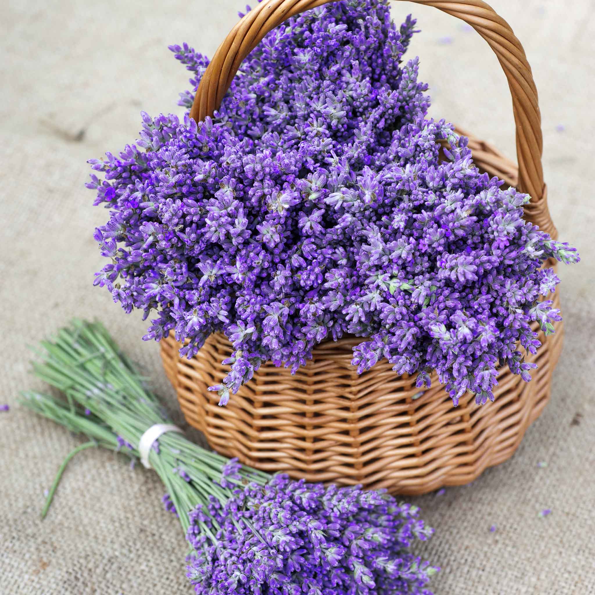 Lavender Seeds