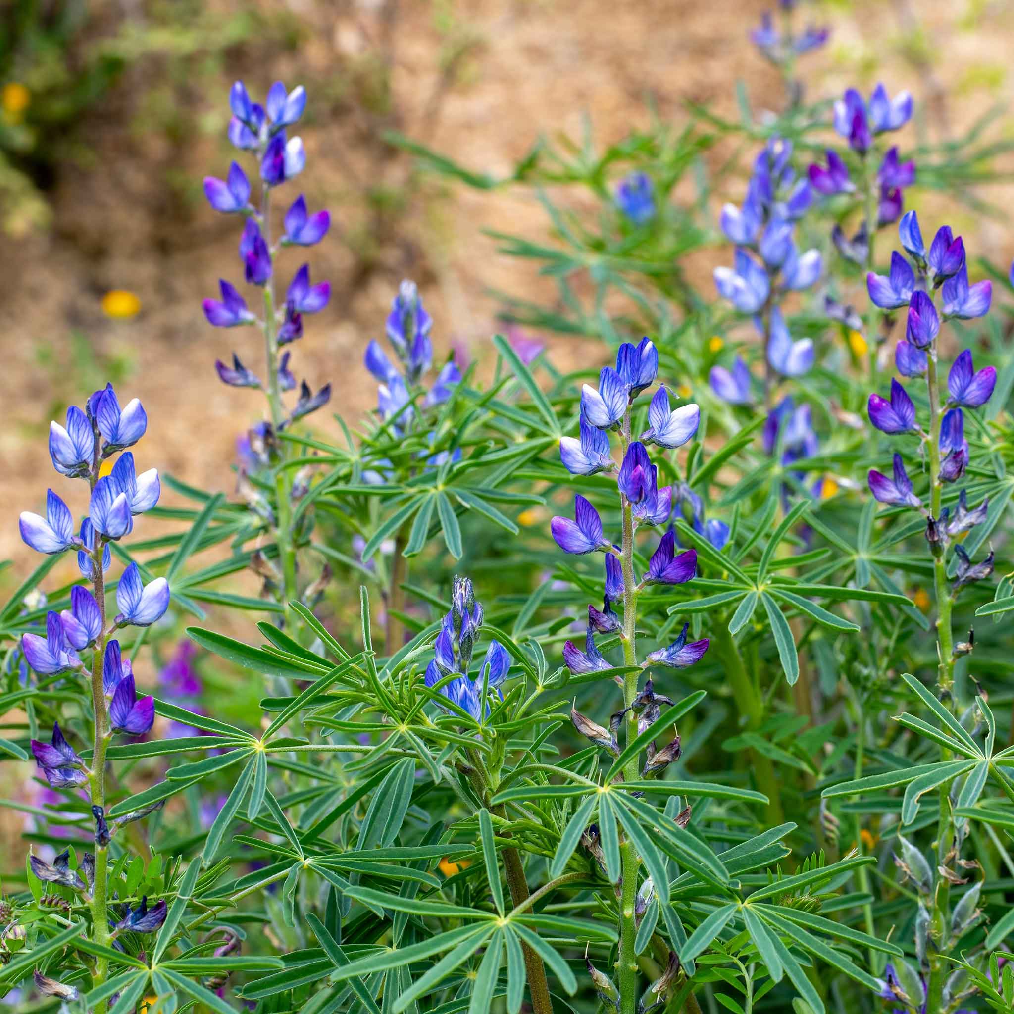 Annual Lupine Seeds - Blue