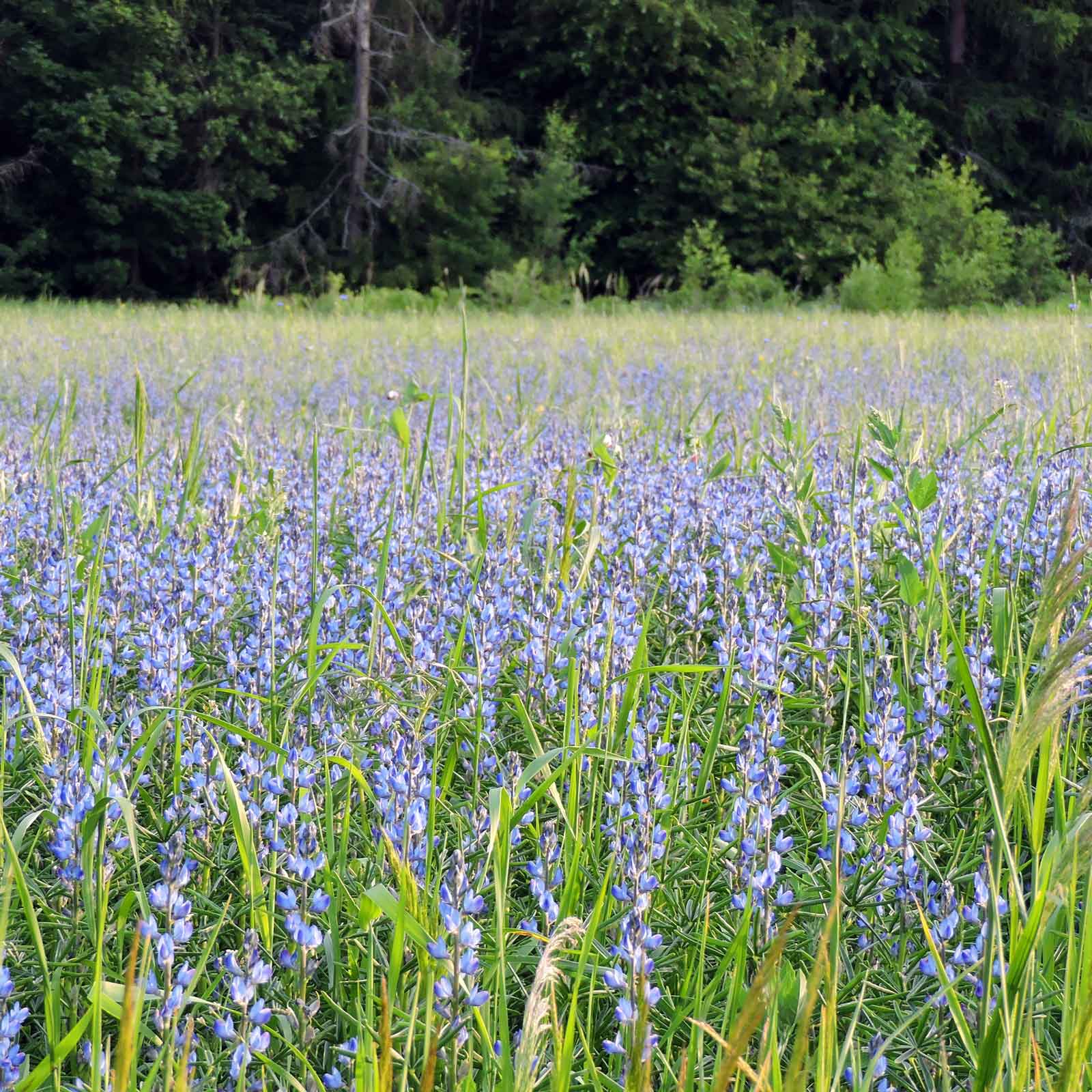 Annual Lupine Seeds - Blue