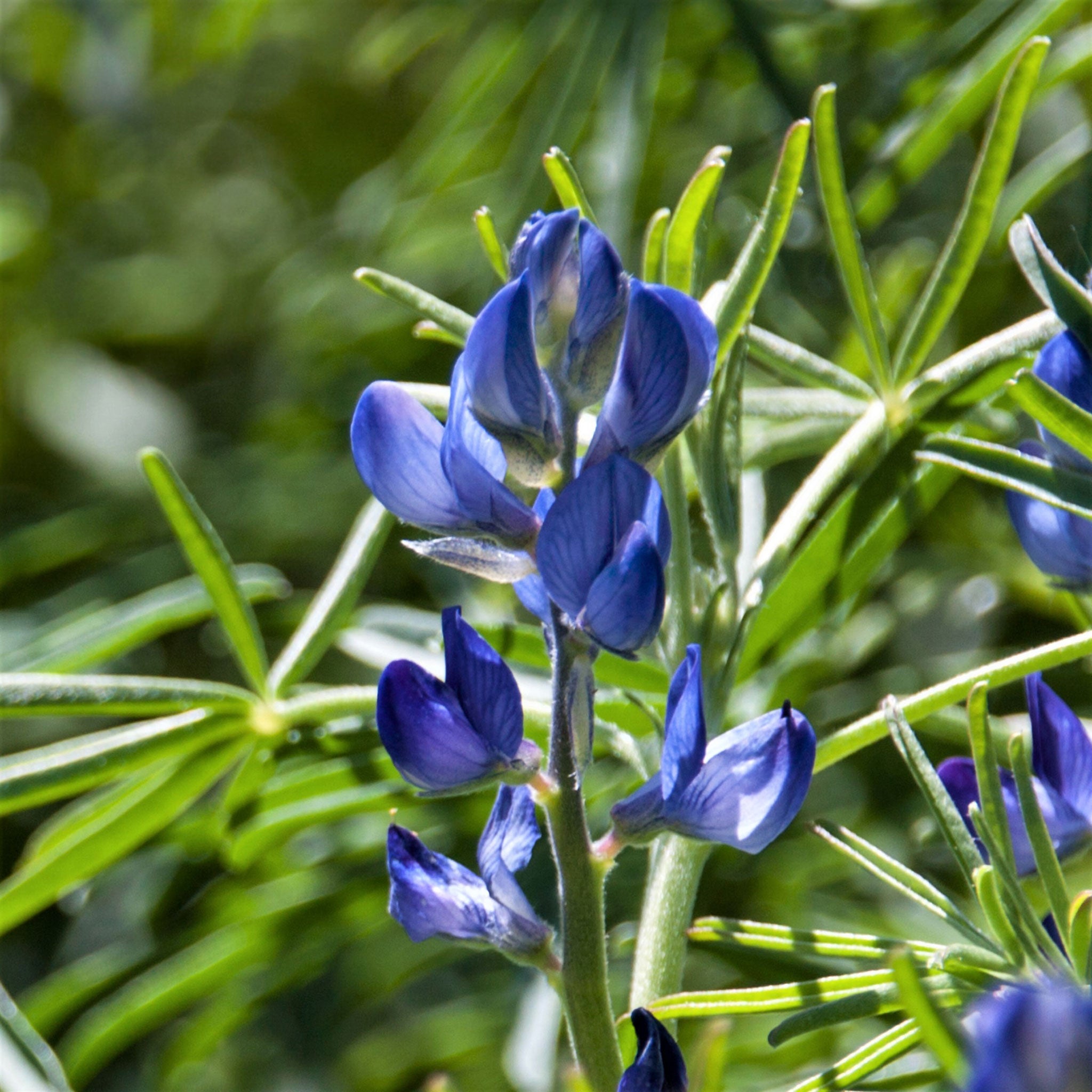 Arroyo Lupine Seeds