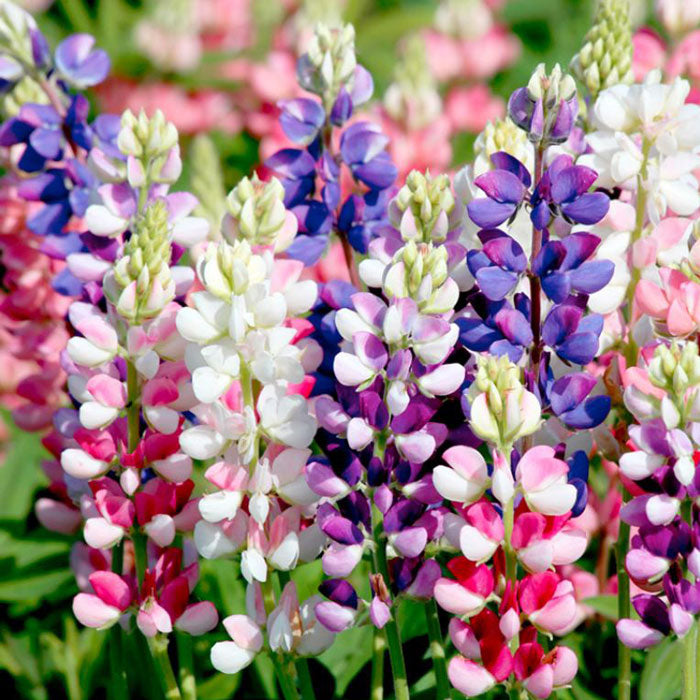 Lupine Seeds - Avalune Mix