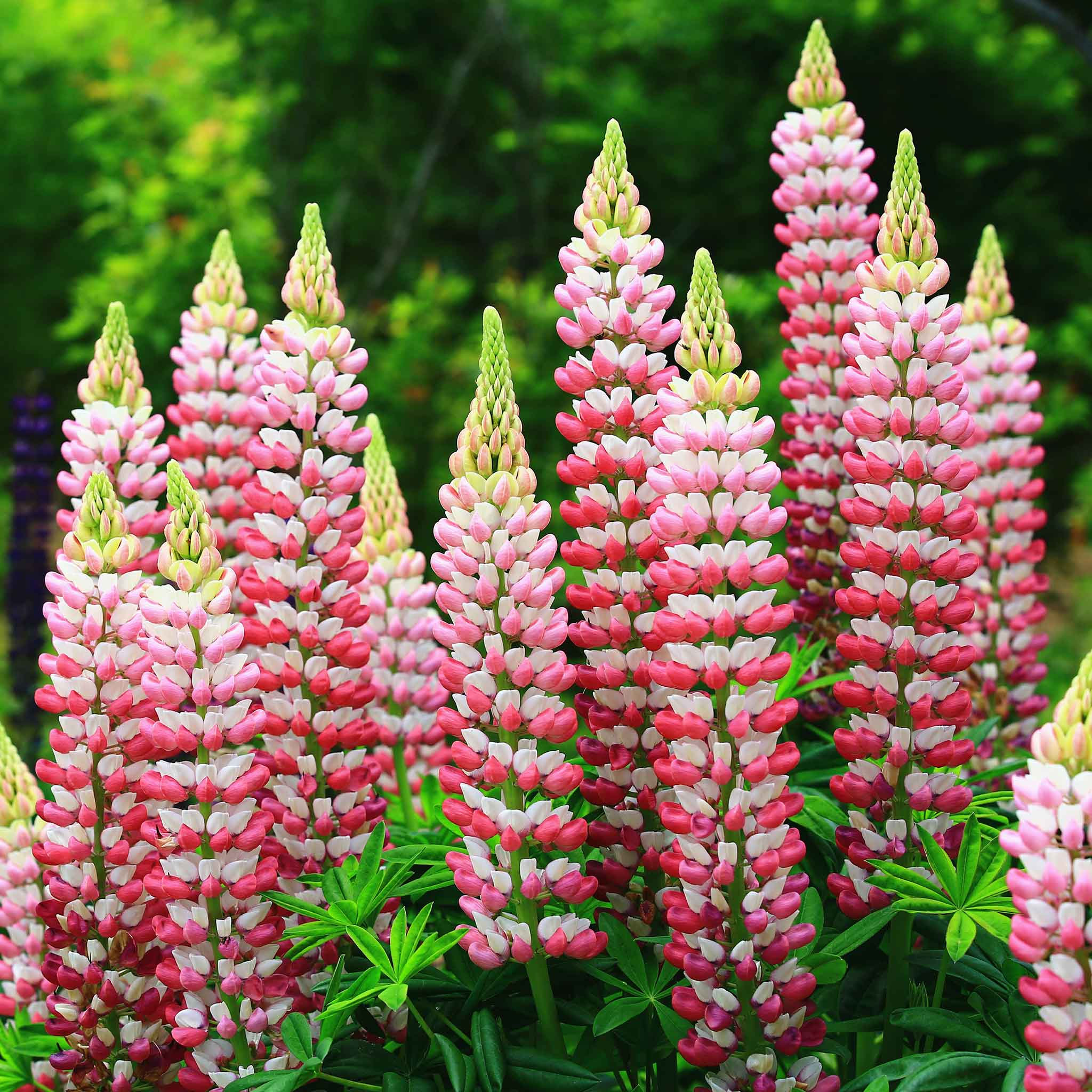 Russell Lupine Seeds - Chatelaine