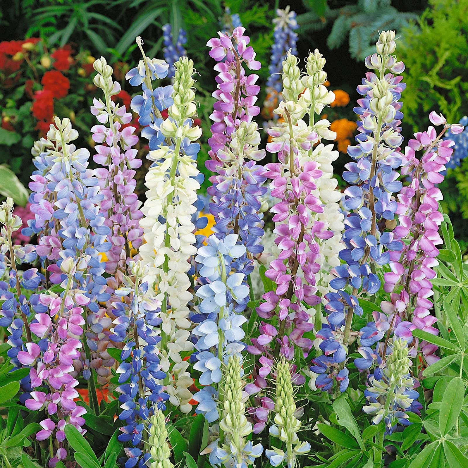 Lupine Seeds - Hartwegii Mix