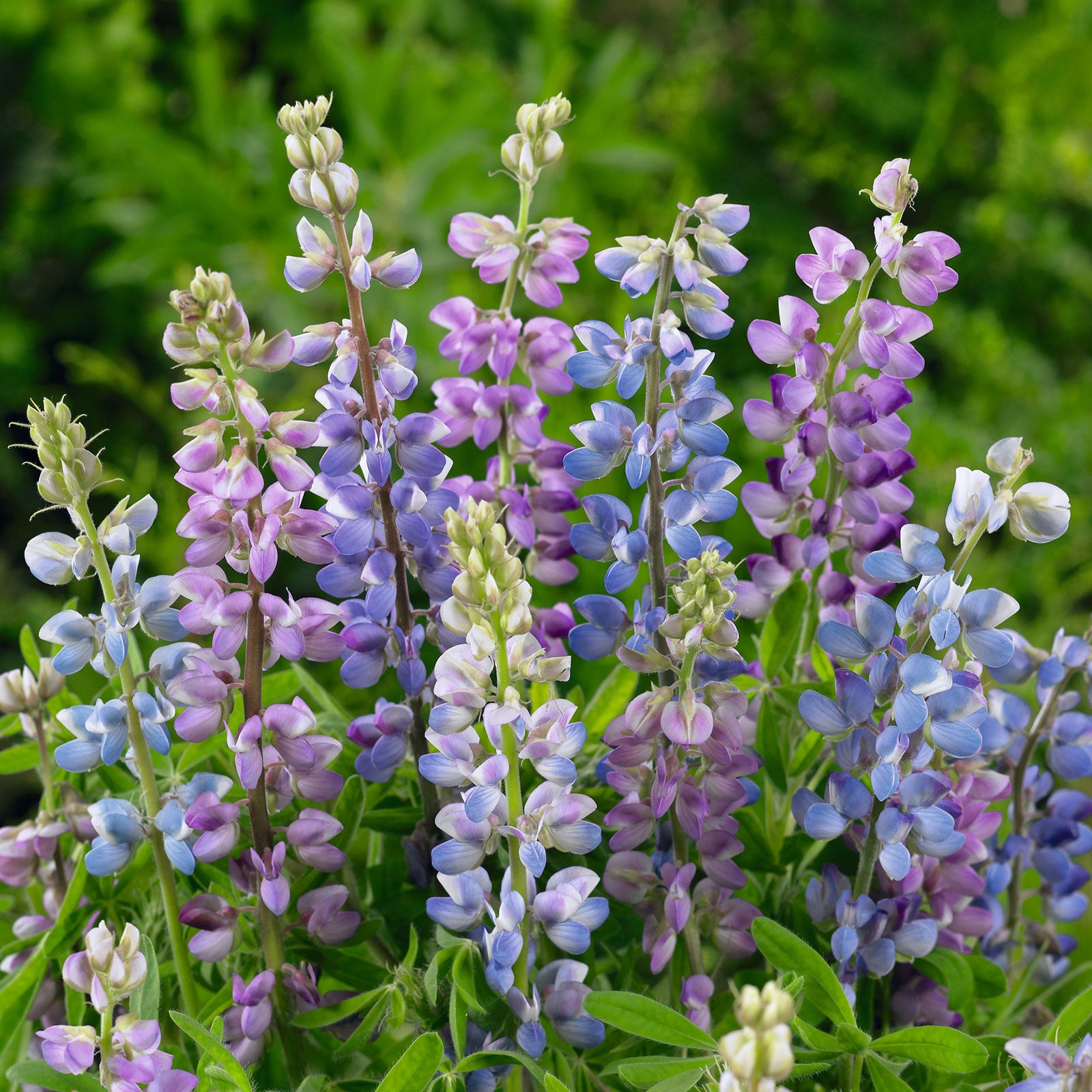 Lupine Seeds - Hartwegii Mix