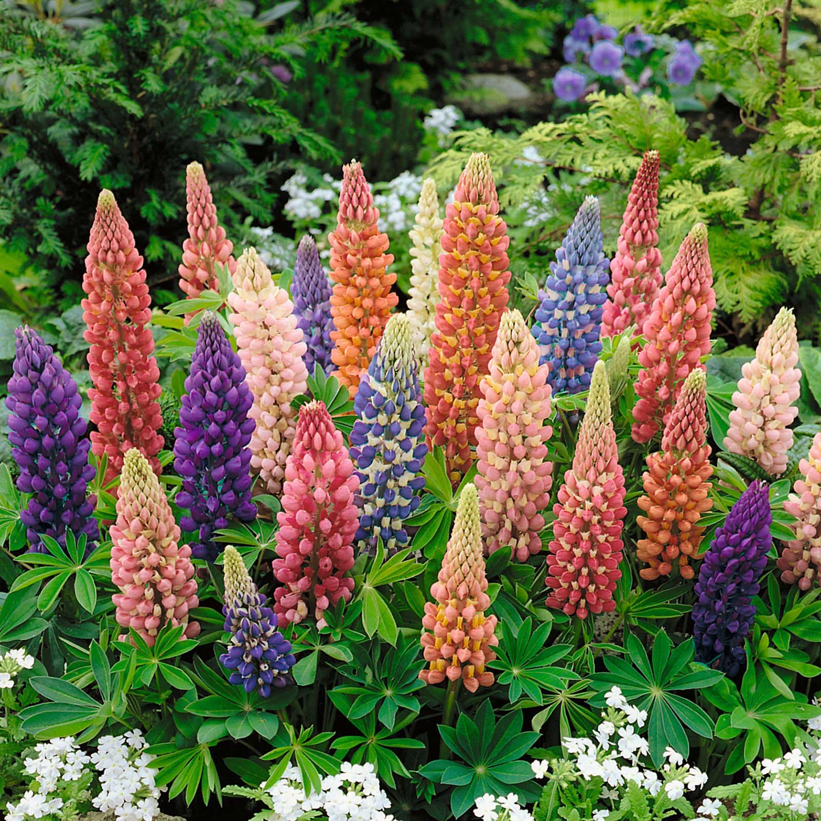 Russell Lupine Seeds - Minarette Dwarf