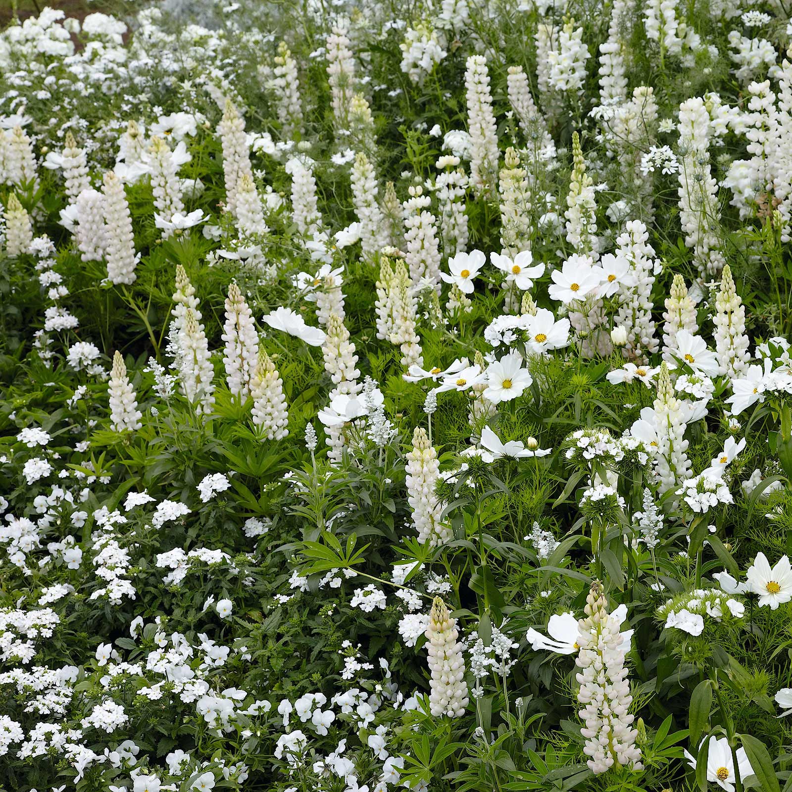 Russell Lupine Seeds - Noble Maiden