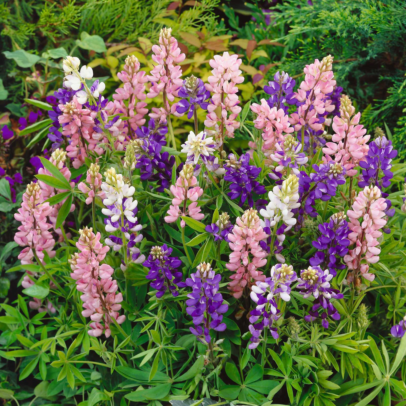 Lupine Seeds - Pixie