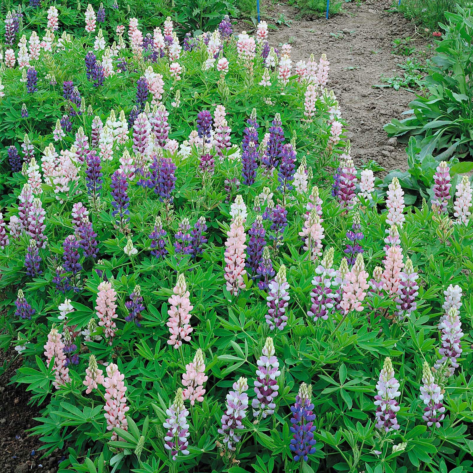 Lupine Seeds - Pixie