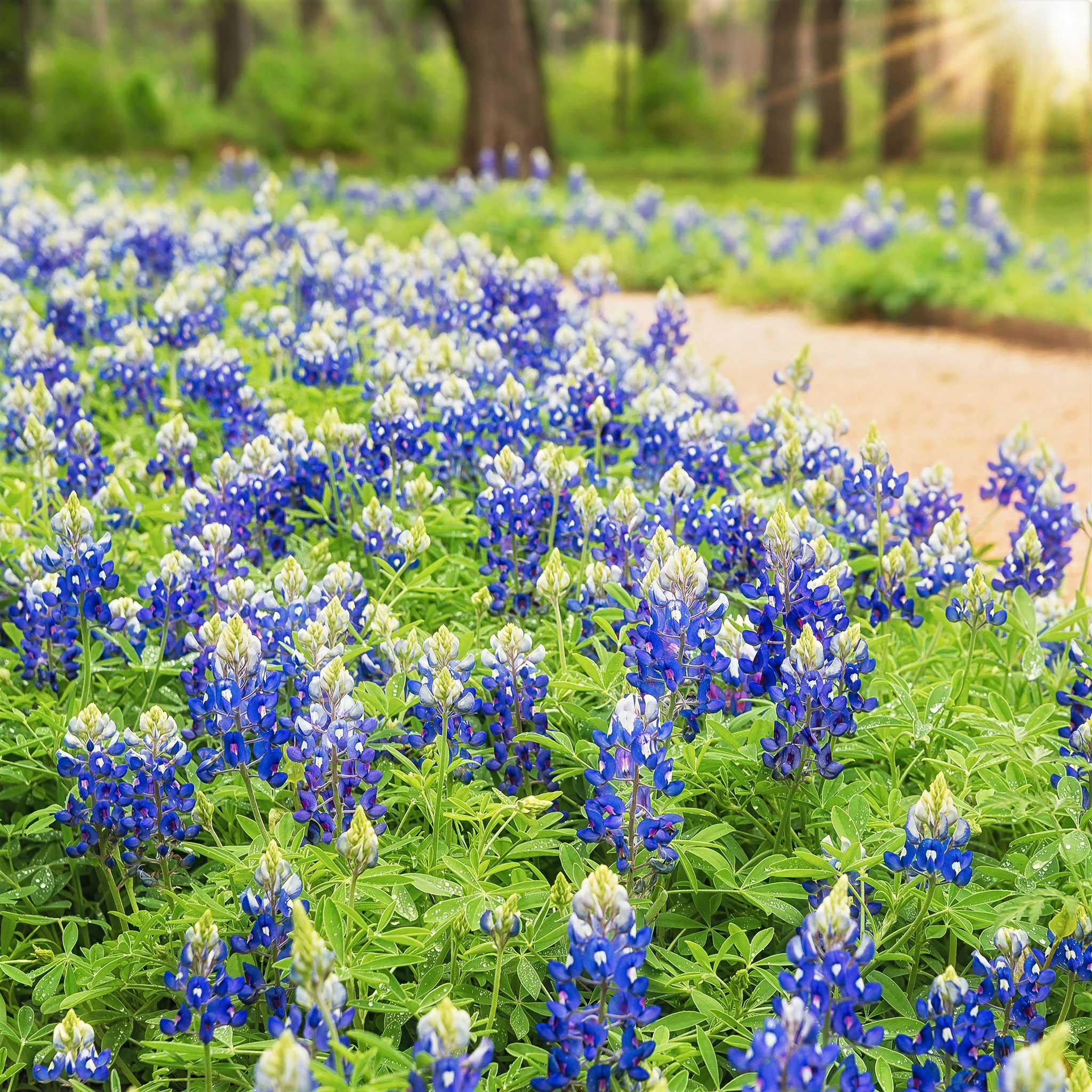 Texas Bluebonnet Seeds