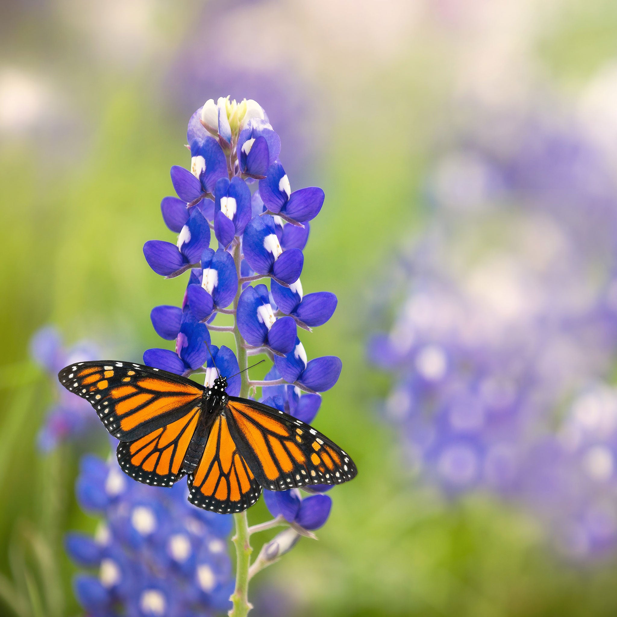 Texas Bluebonnet Seeds