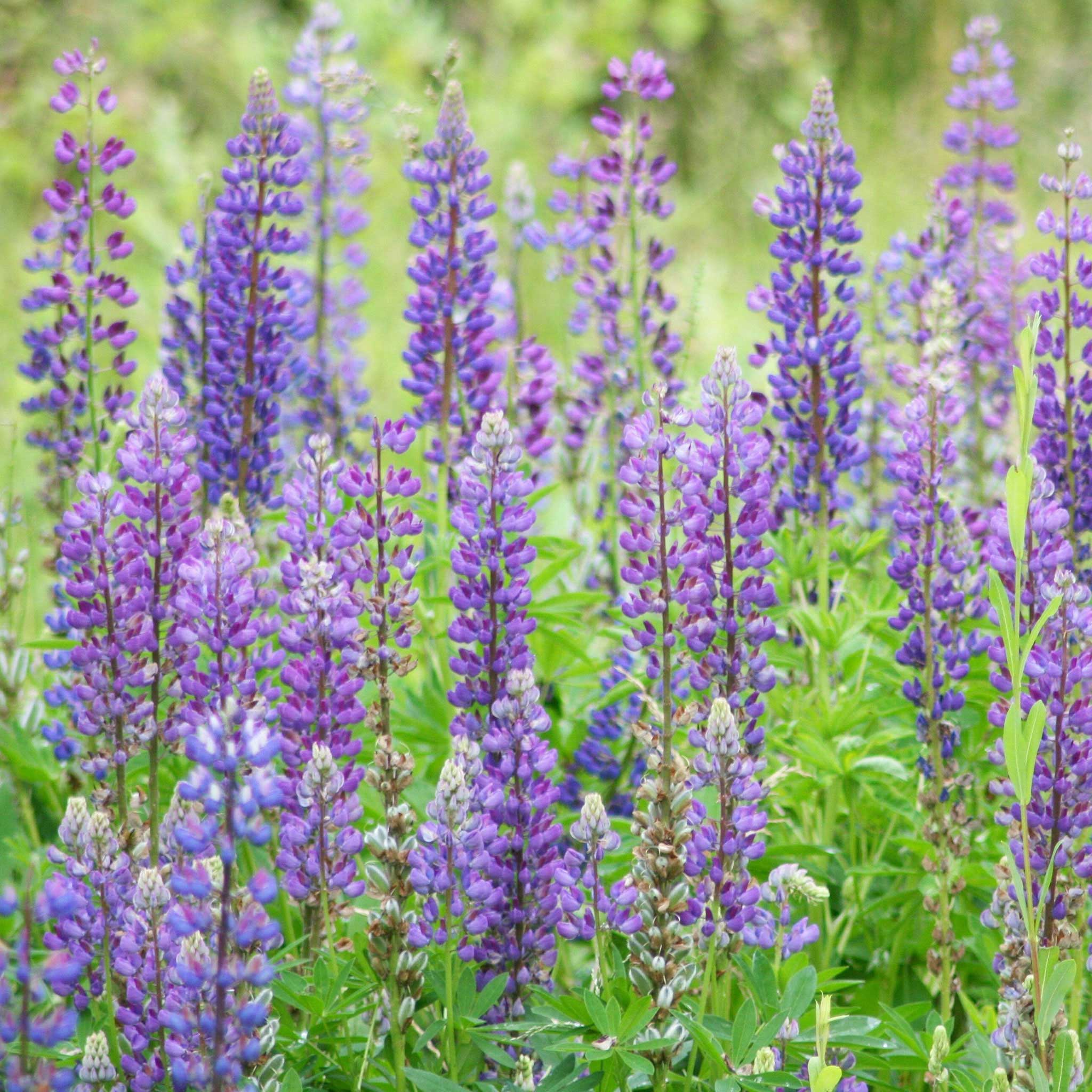 Wild Perennial Lupine Seeds