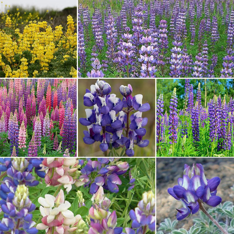 Loopy - Lupine Flower Seed Mix