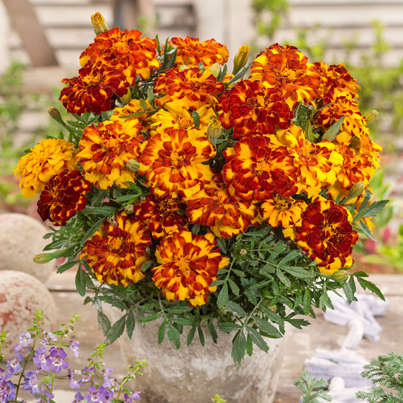 French Marigold Seeds - Bolero