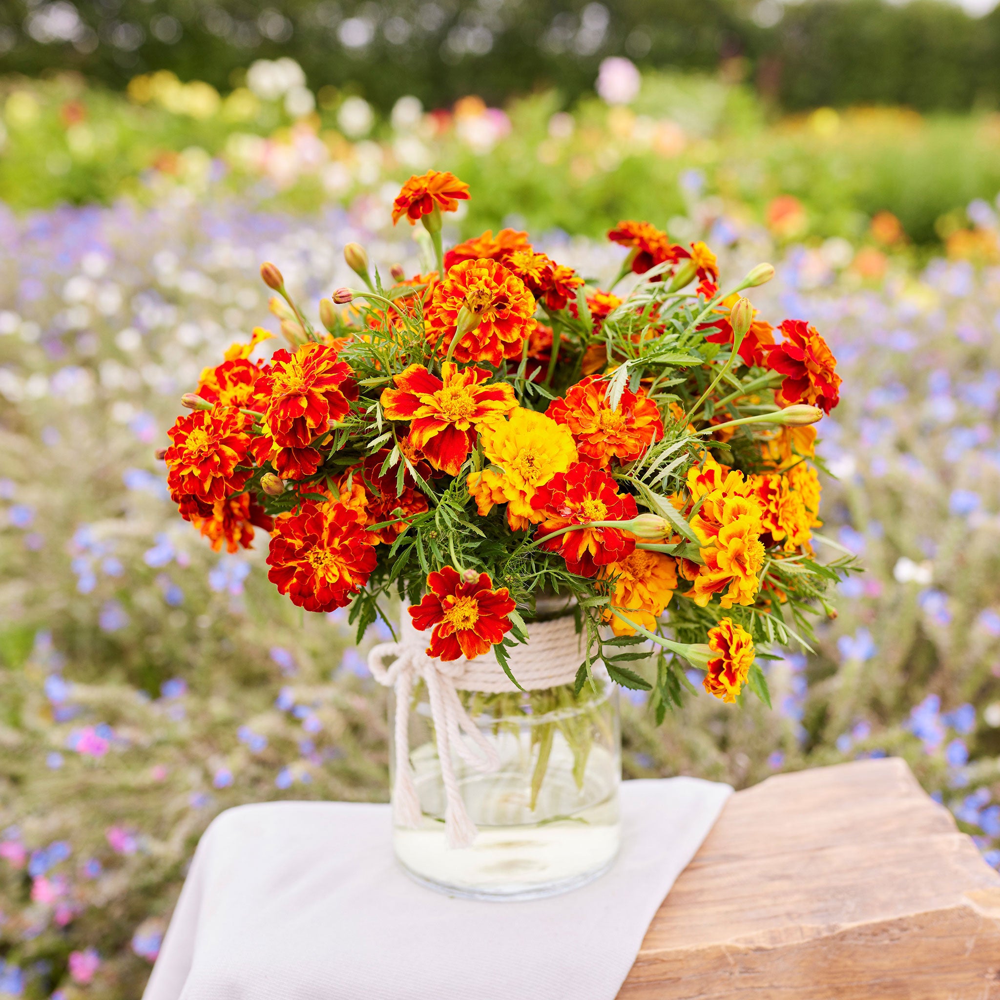 French Marigold Seeds - Bonita Mix