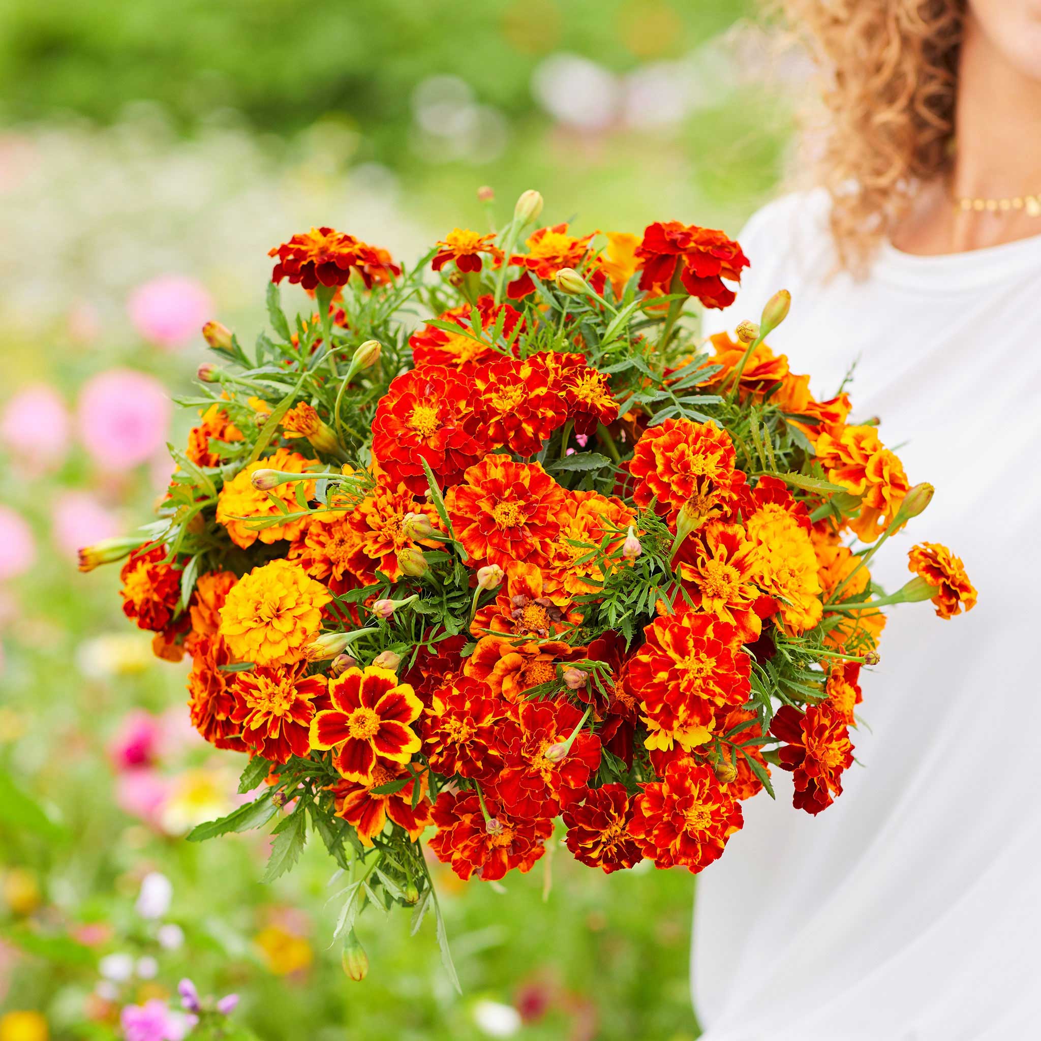 French Marigold Seeds - Bonita Mix