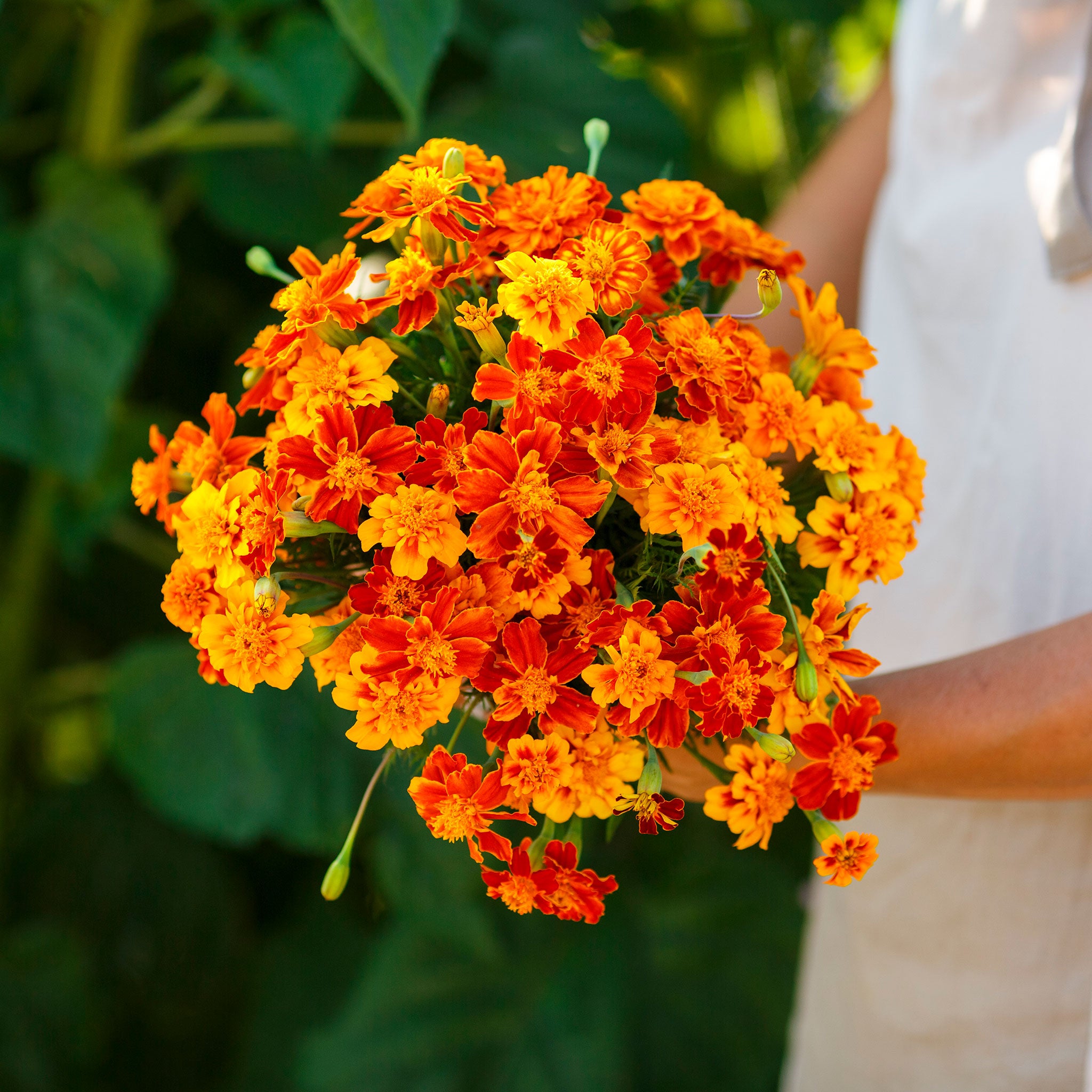 French Marigold Seeds - Brocade Mix