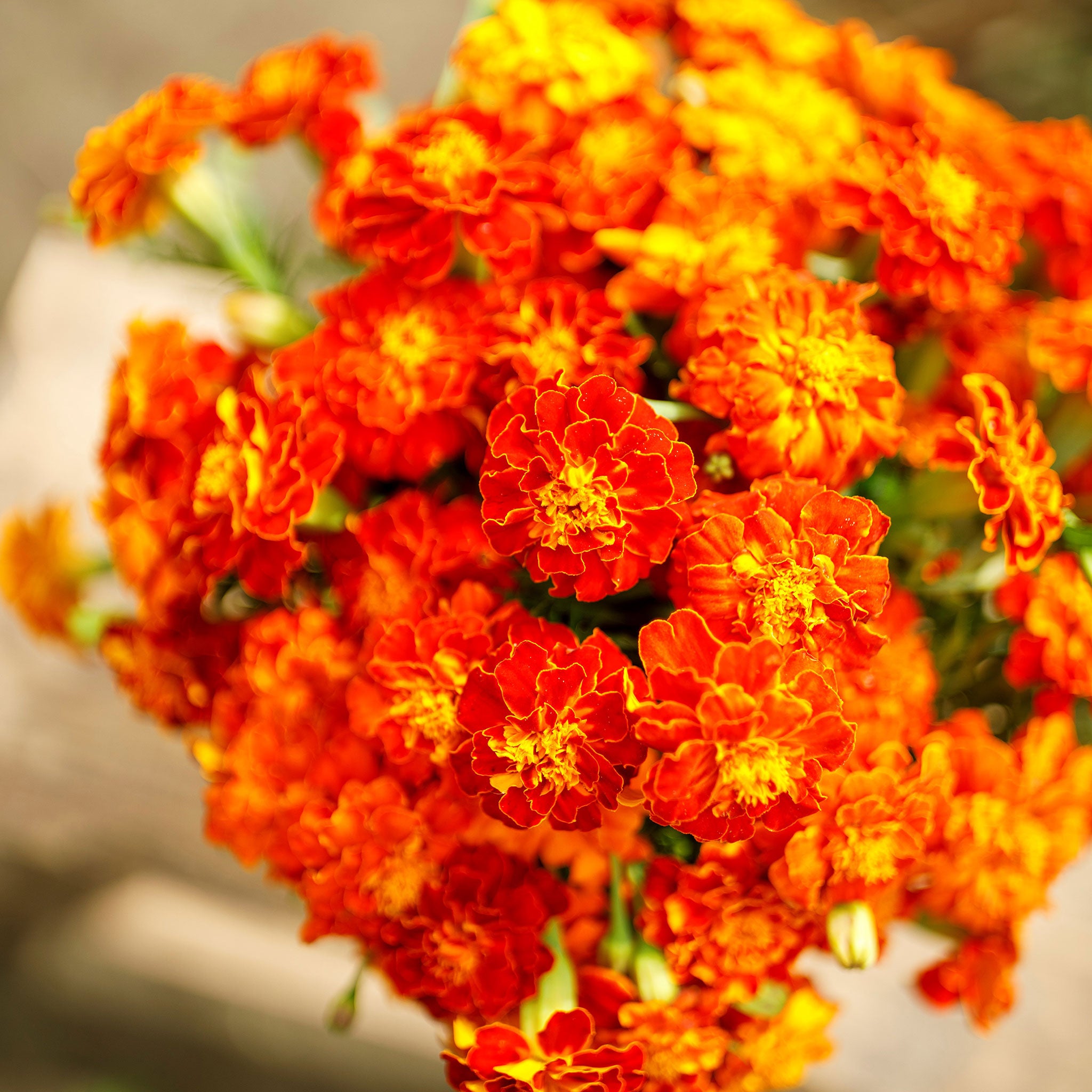 French Marigold Seeds - Brocade Mix