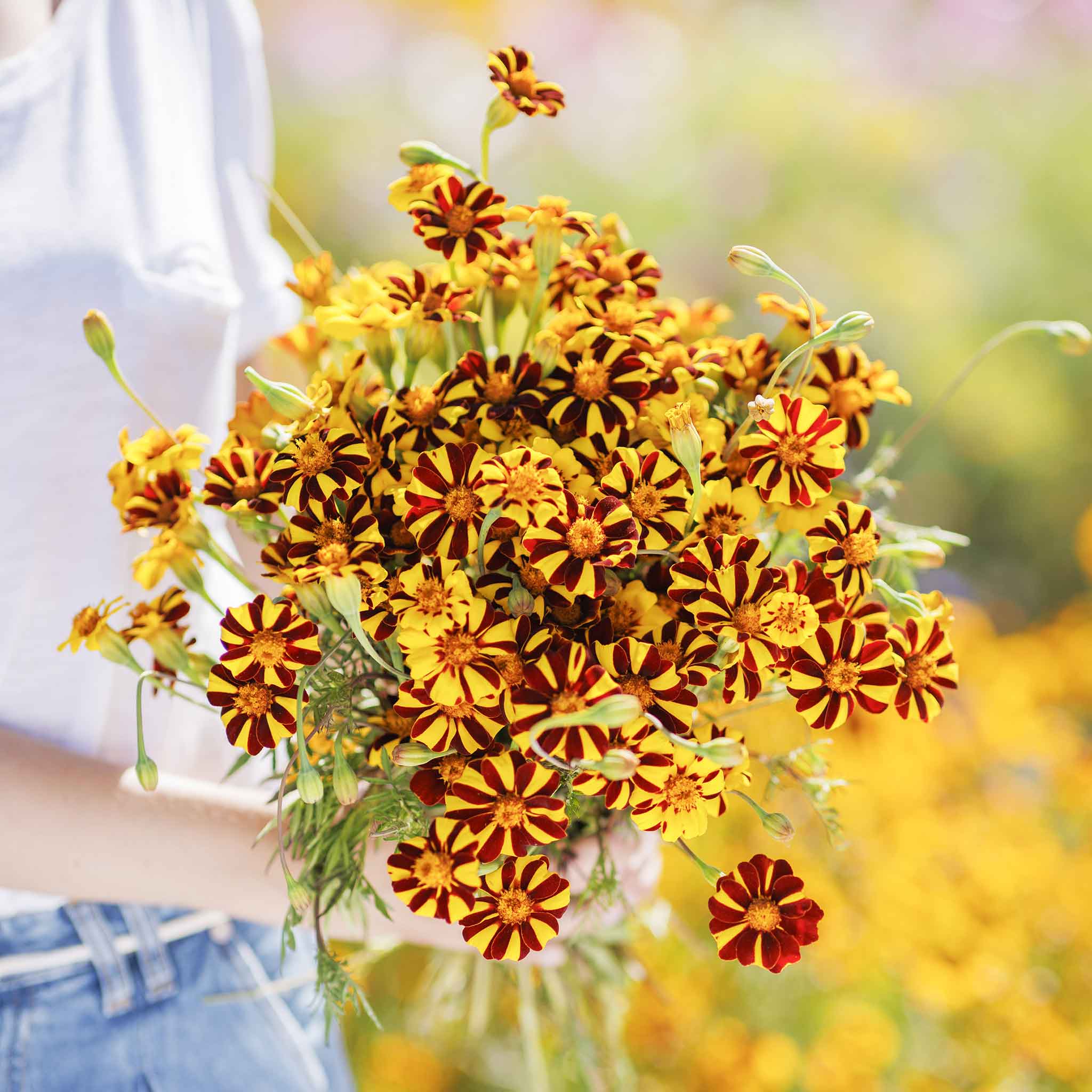 French Marigold Seeds - Court Jester