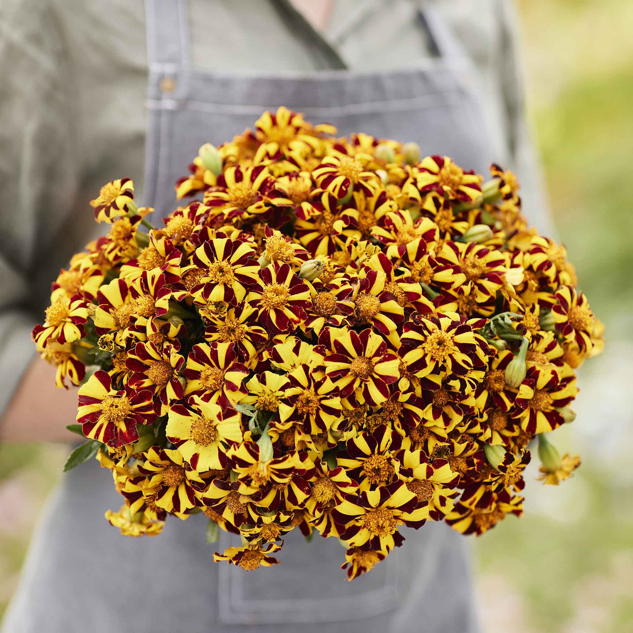 French Marigold Seeds - Court Jester