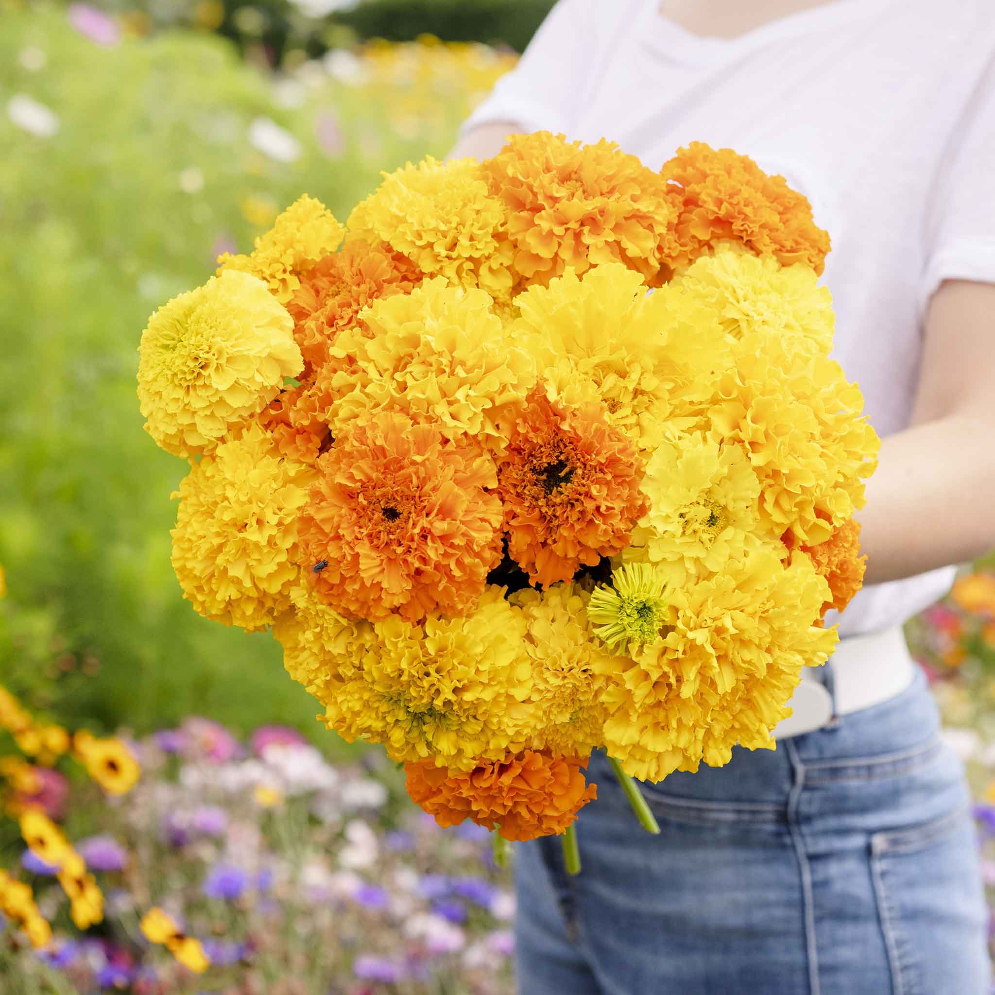 African Marigold Seeds - Crackerjack Mix