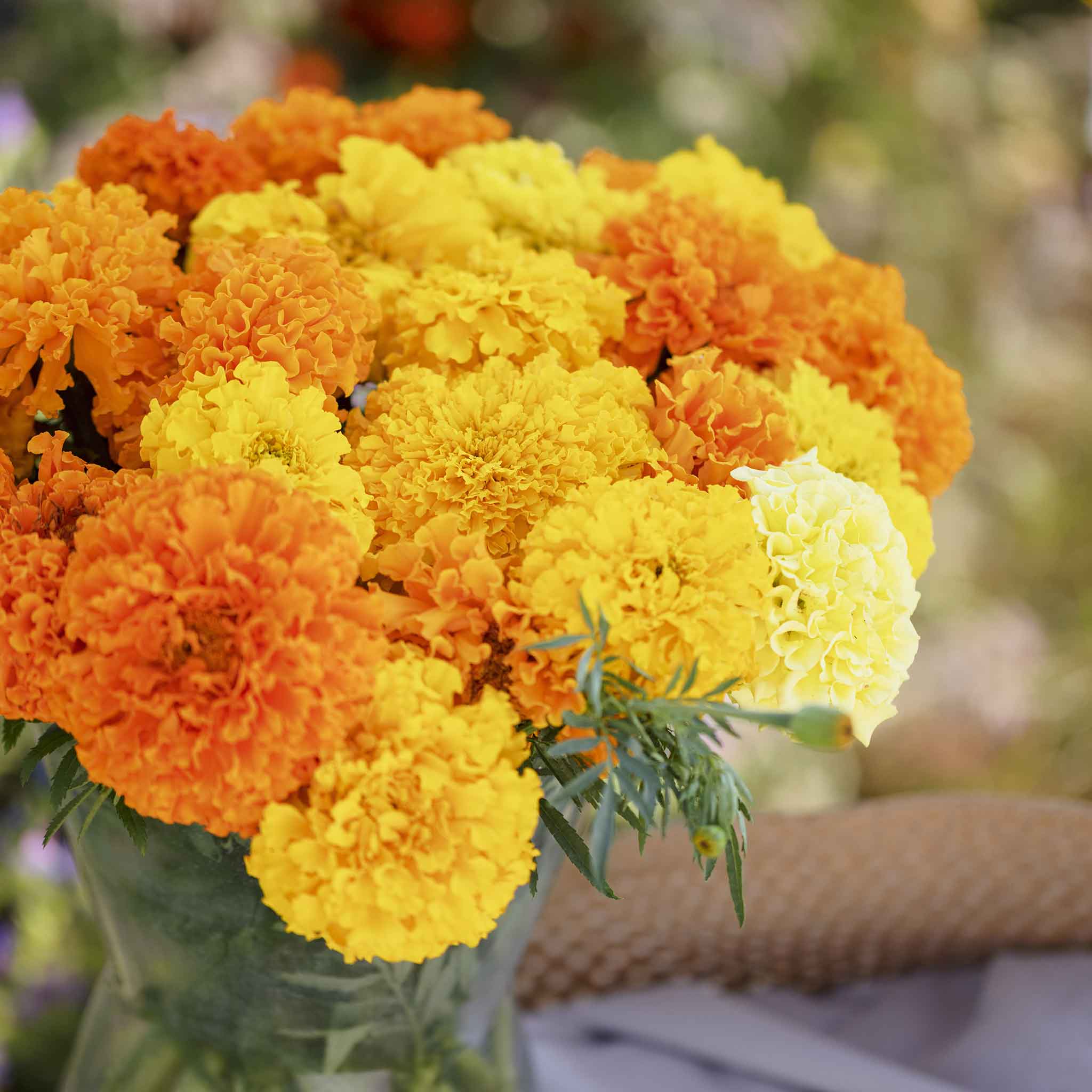 African Marigold Seeds - Crackerjack Mix