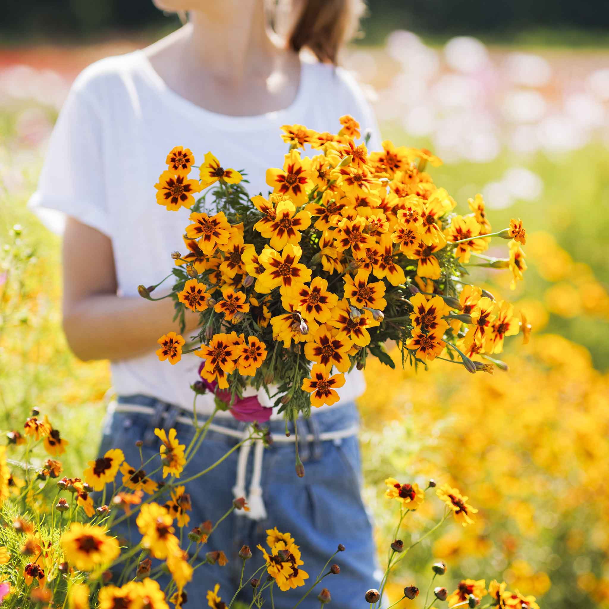 French Marigold Seeds - Dainty Marietta