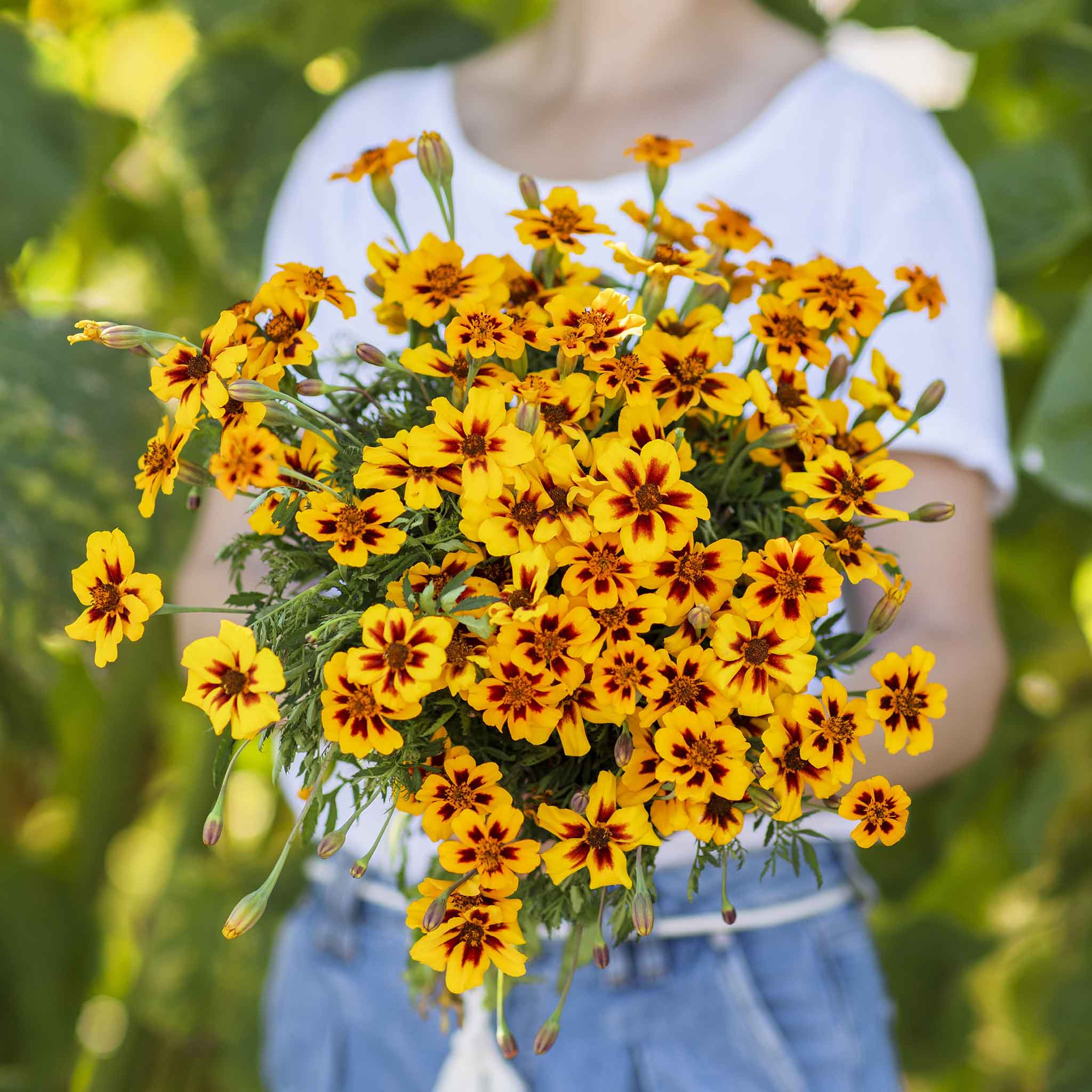 French Marigold Seeds - Dainty Marietta