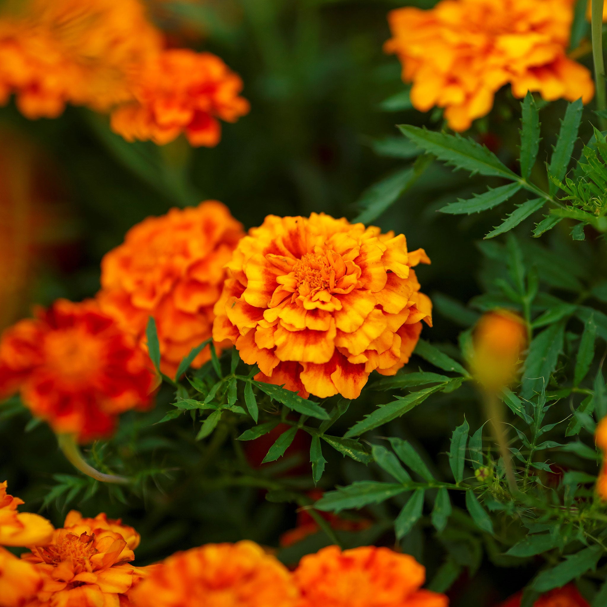 French Marigold Seeds - Fiesta