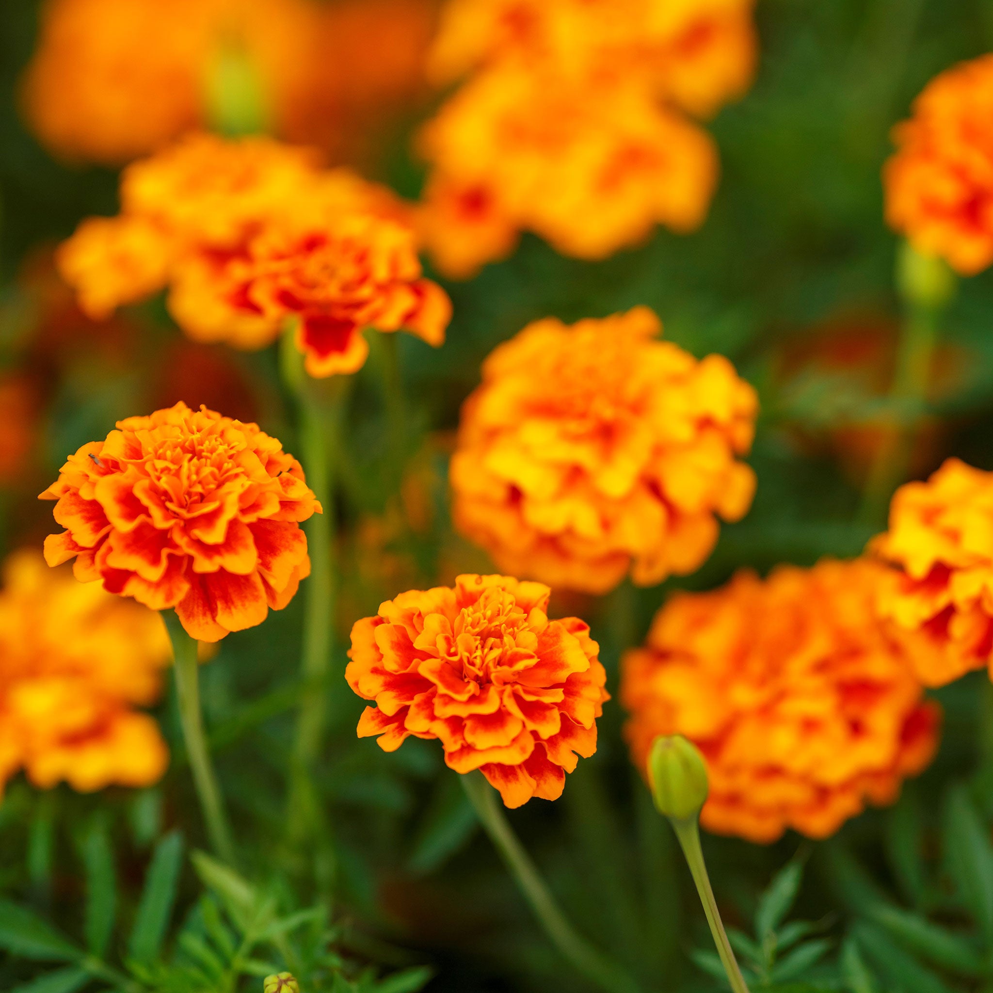 French Marigold Seeds - Fiesta