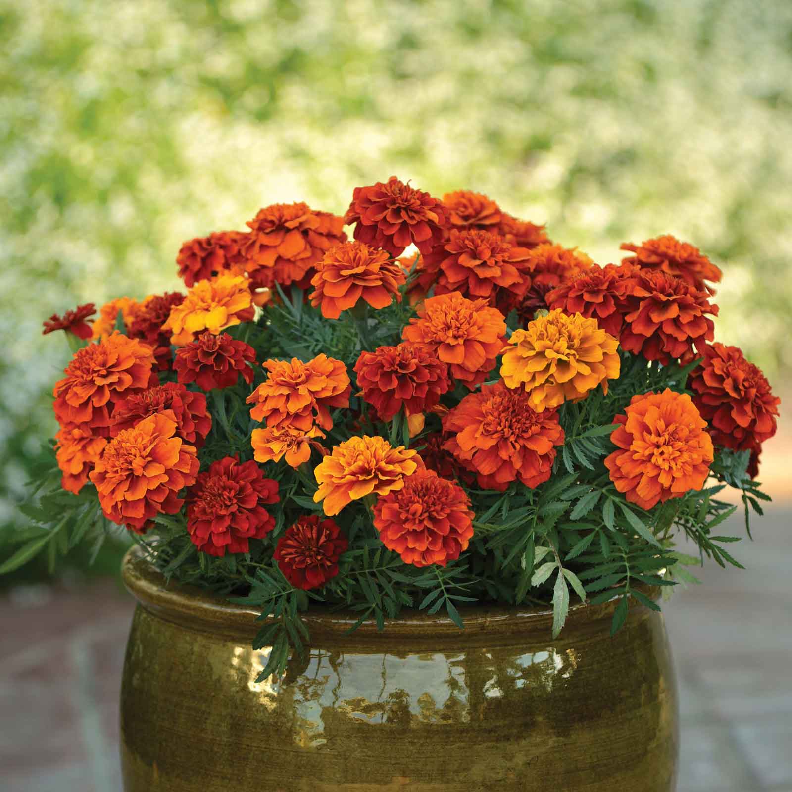 French Marigold Seeds - Fireball