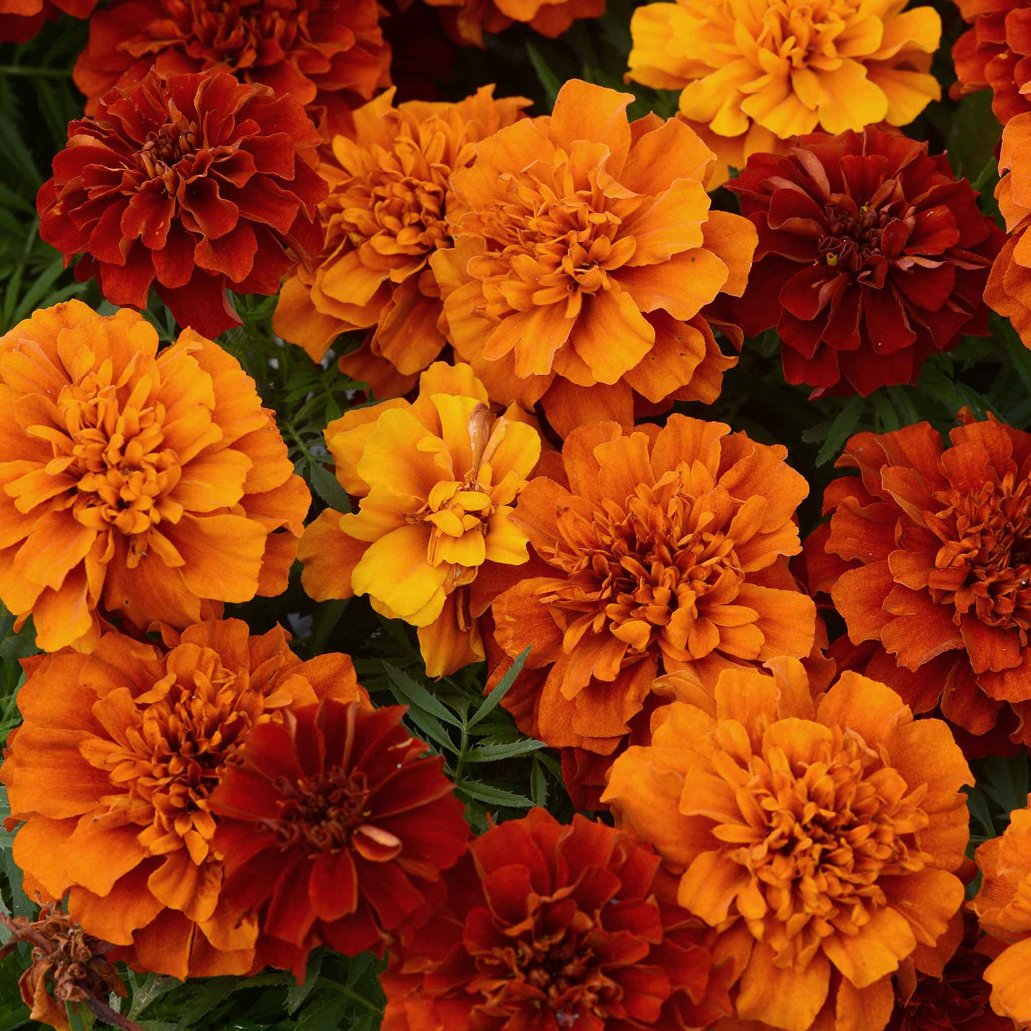 French Marigold Seeds - Fireball