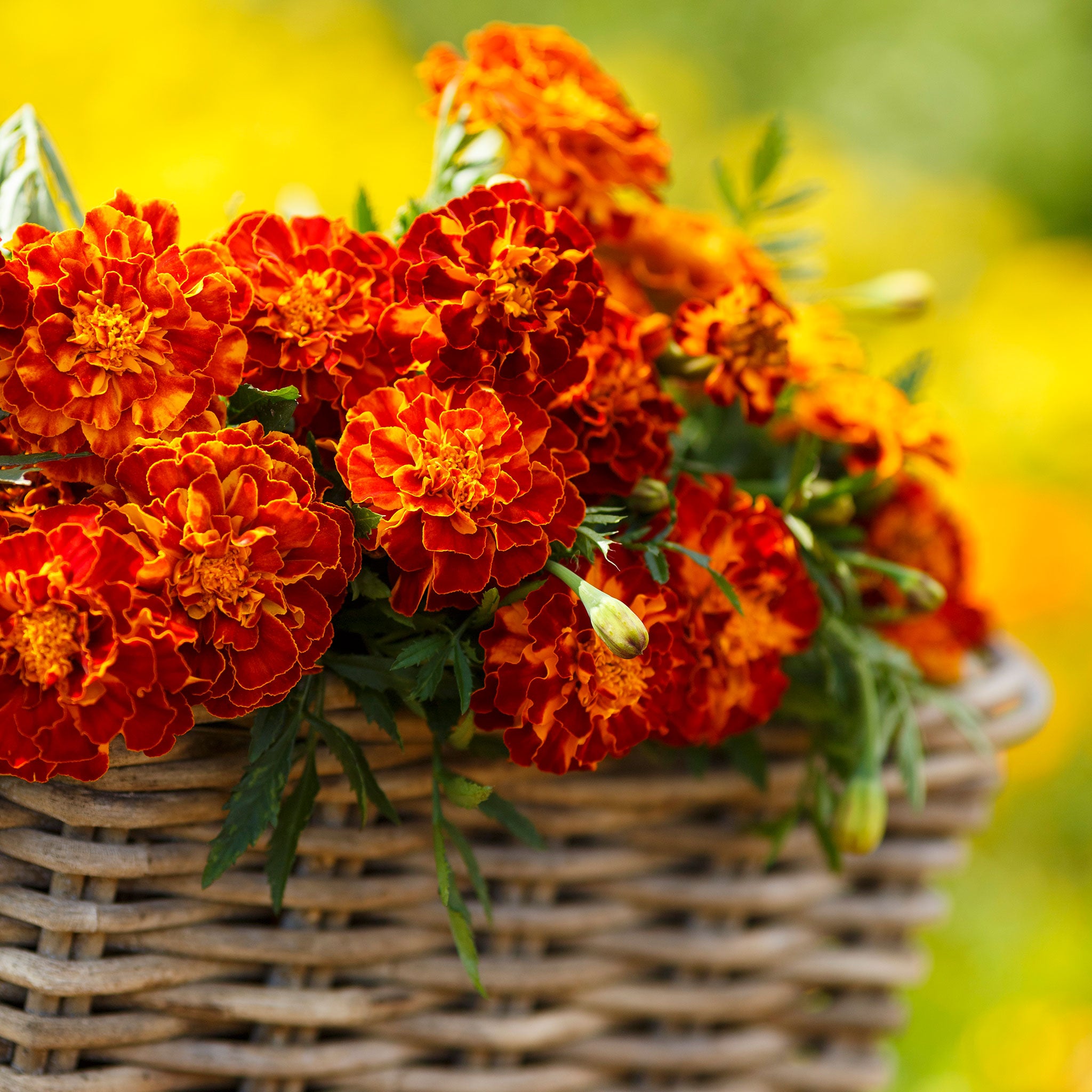 French Marigold Seeds - Harmony