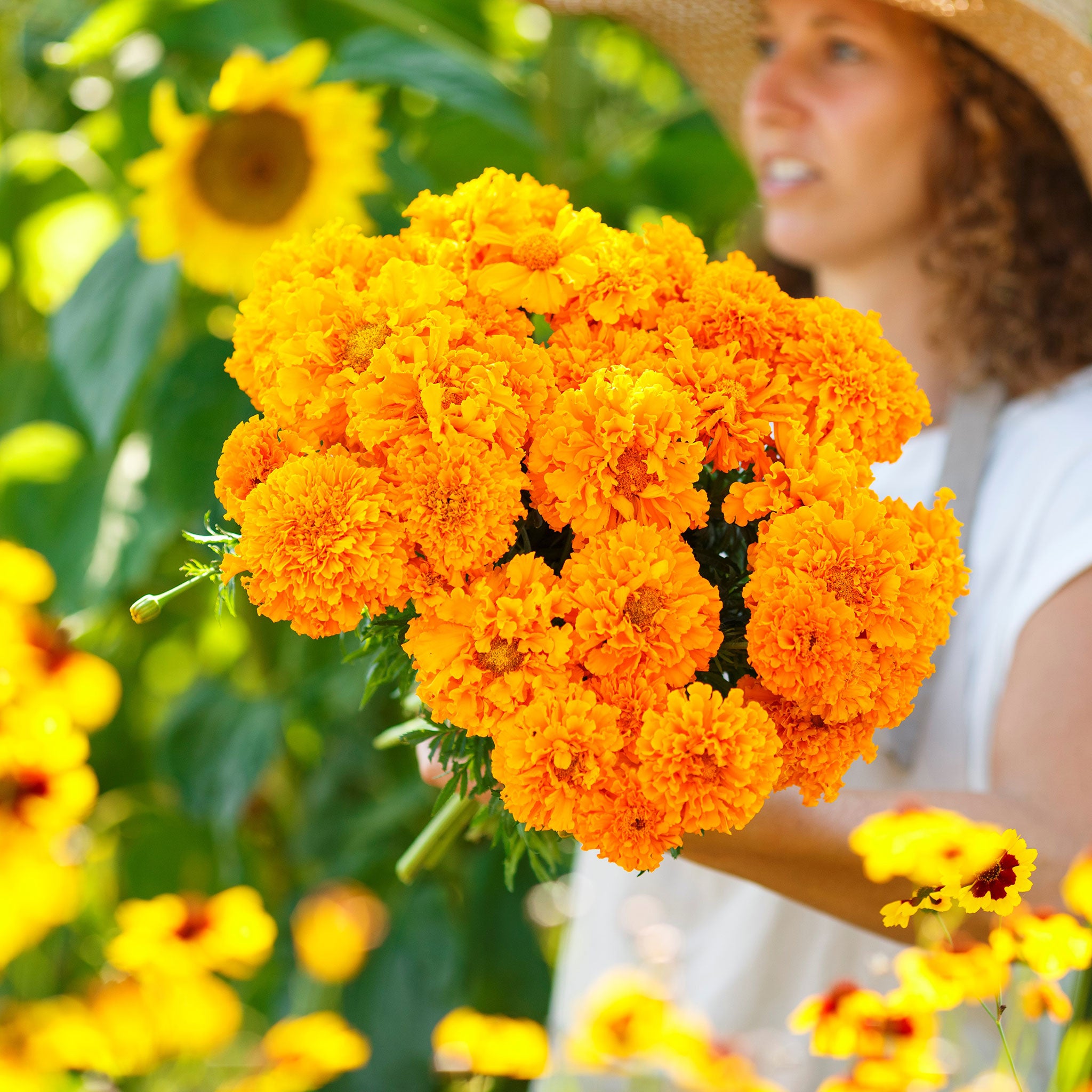 African Marigold Seeds - Hawaii