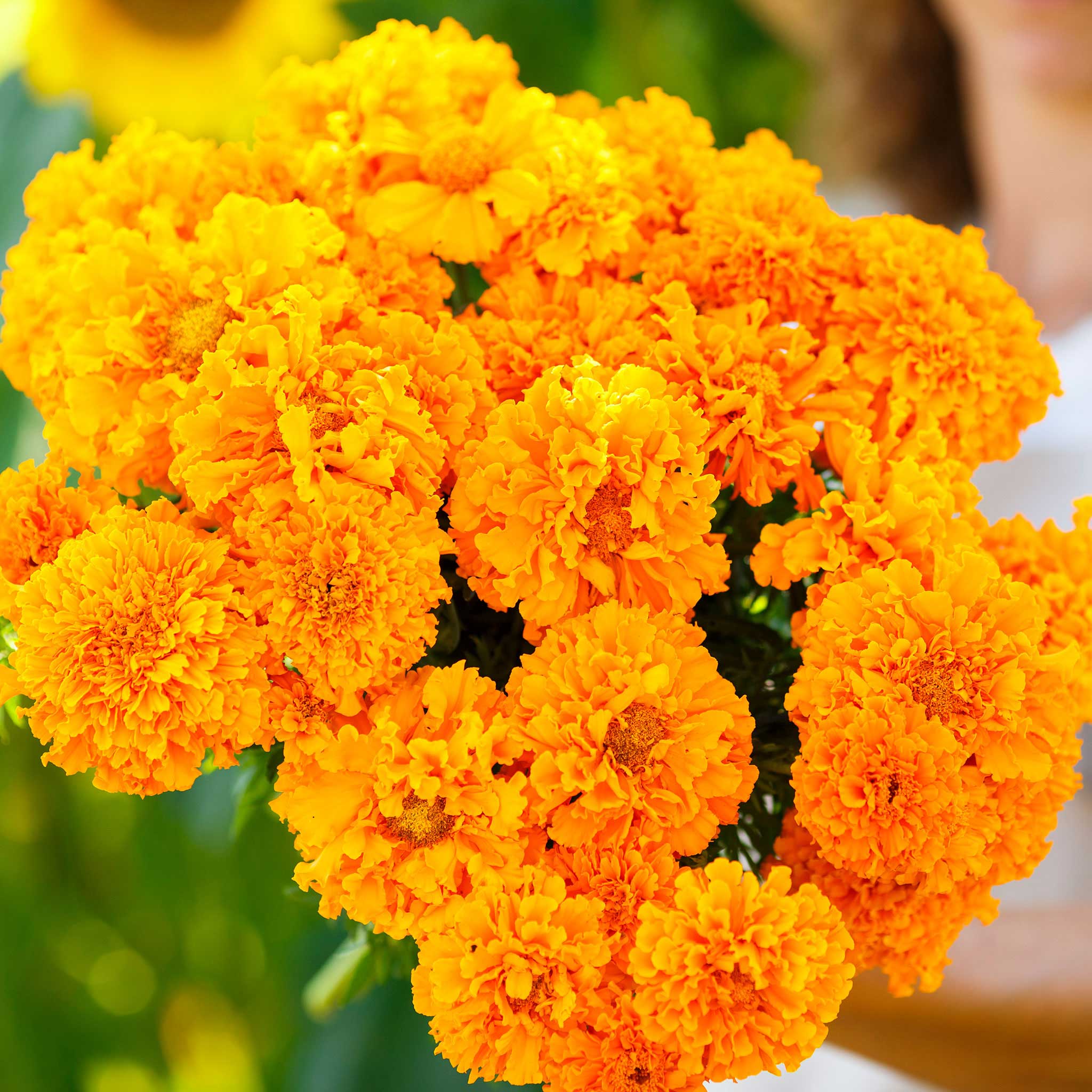 African Marigold Seeds - Hawaii