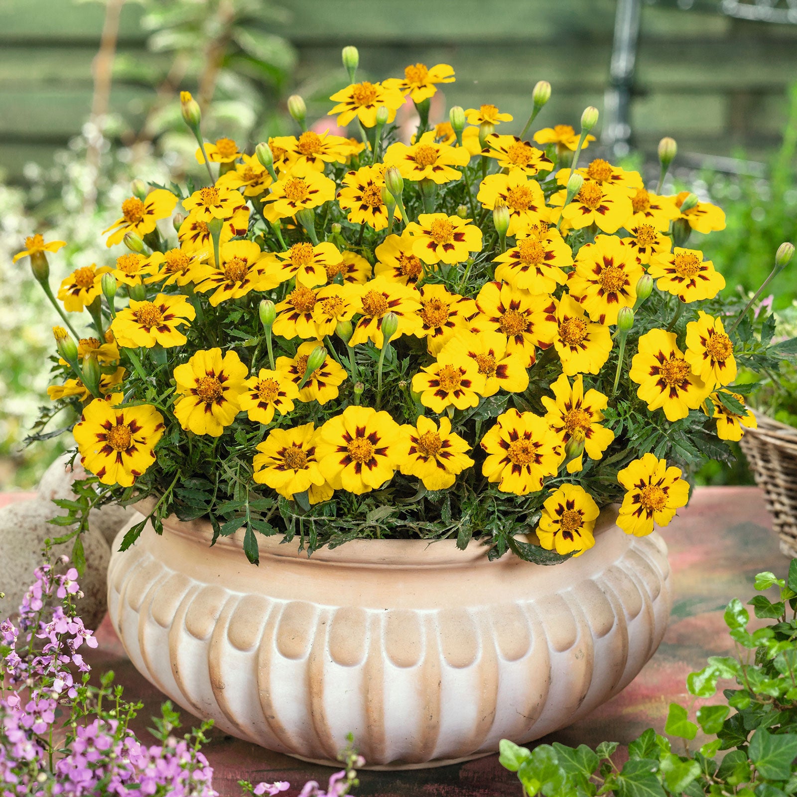 French Marigold Seeds - Legion of Honor