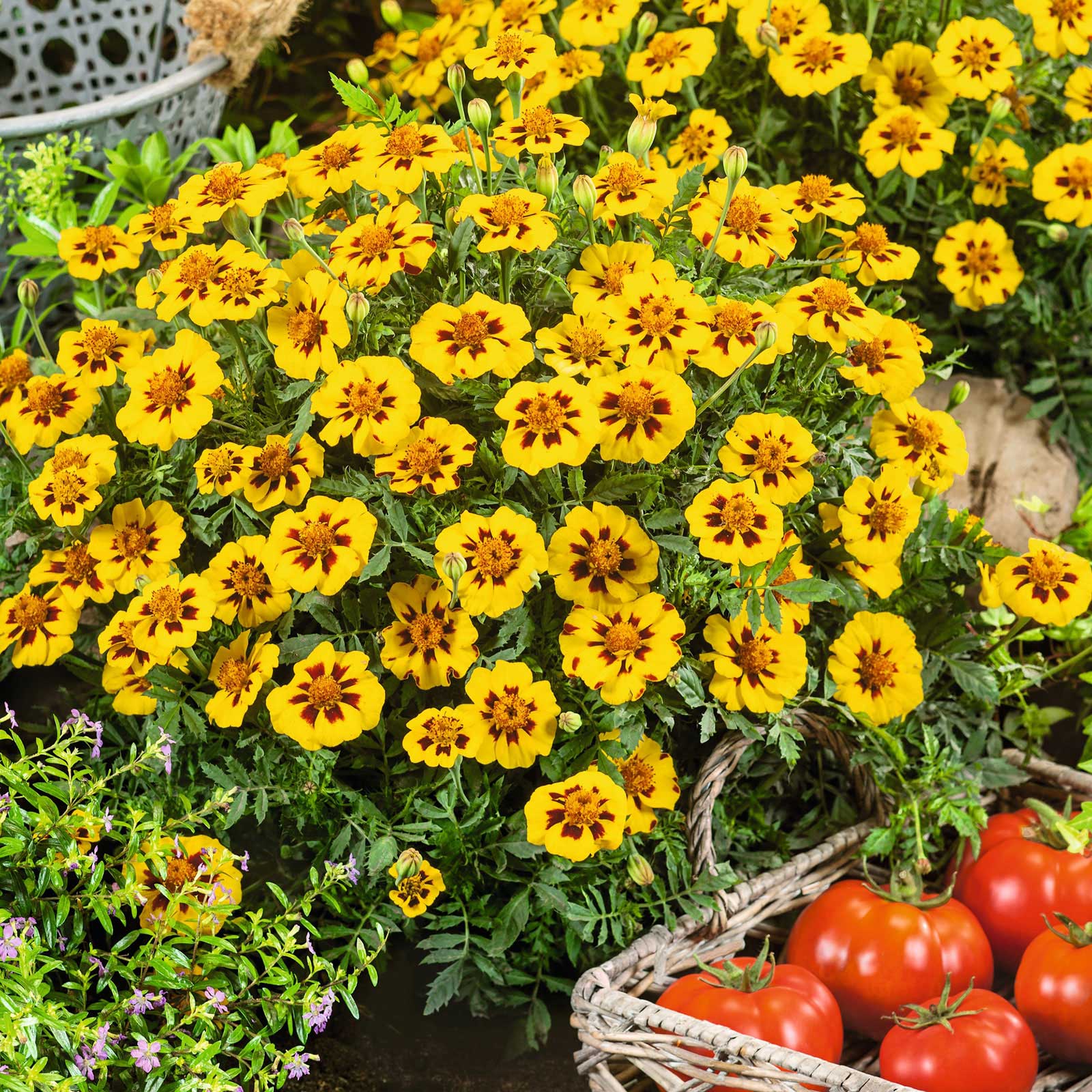 French Marigold Seeds - Legion of Honor