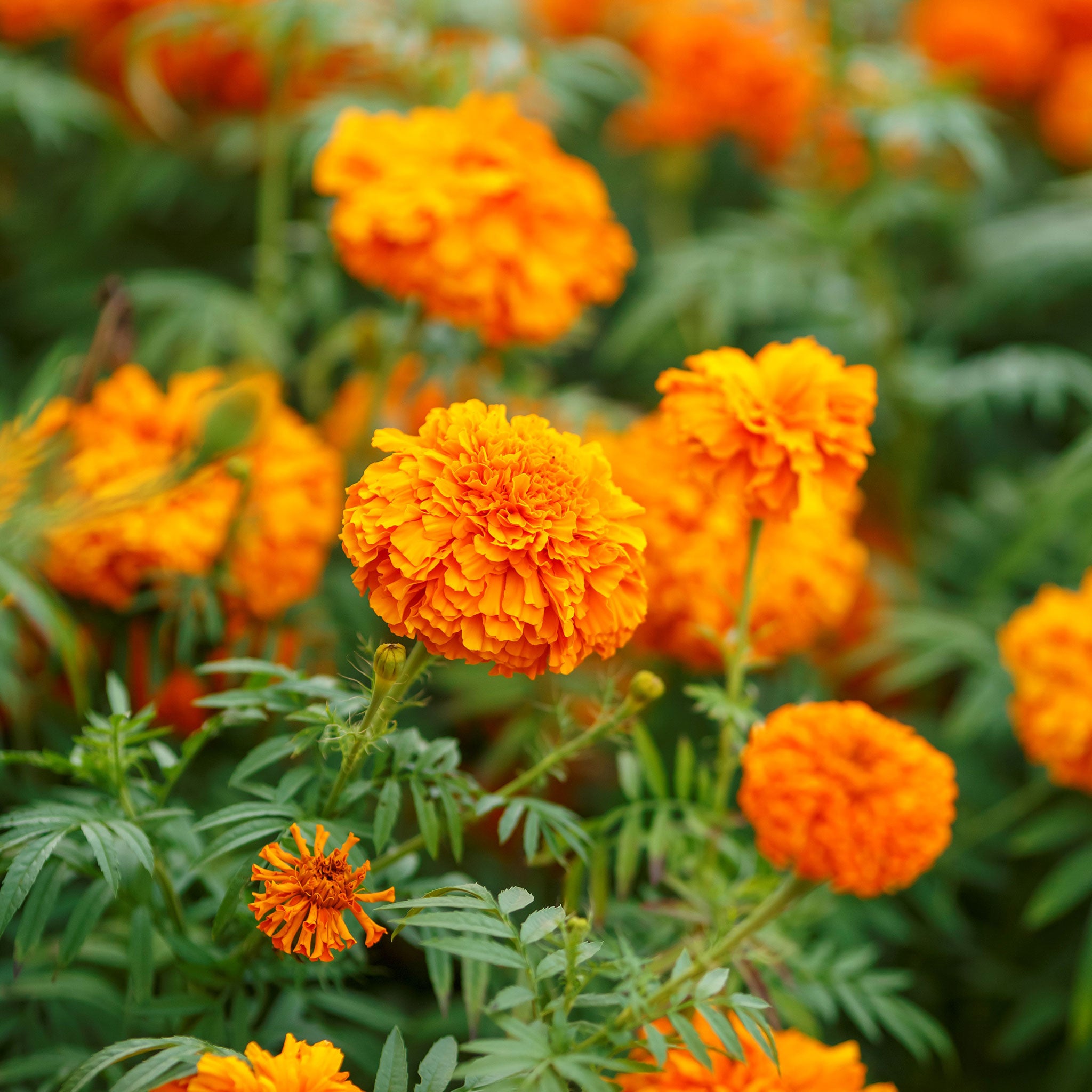 African Marigold Seeds - Mandarin