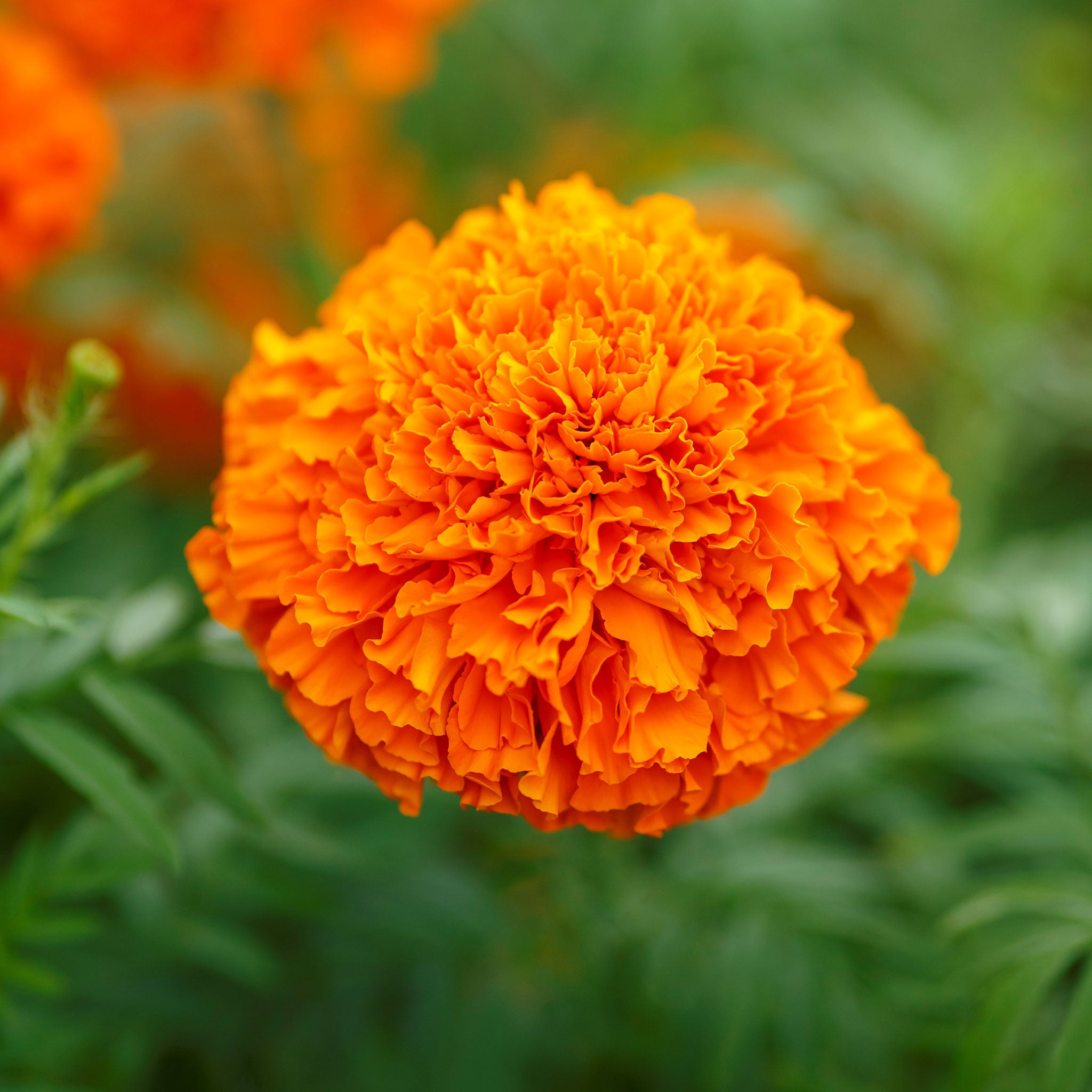 African Marigold Seeds - Mandarin